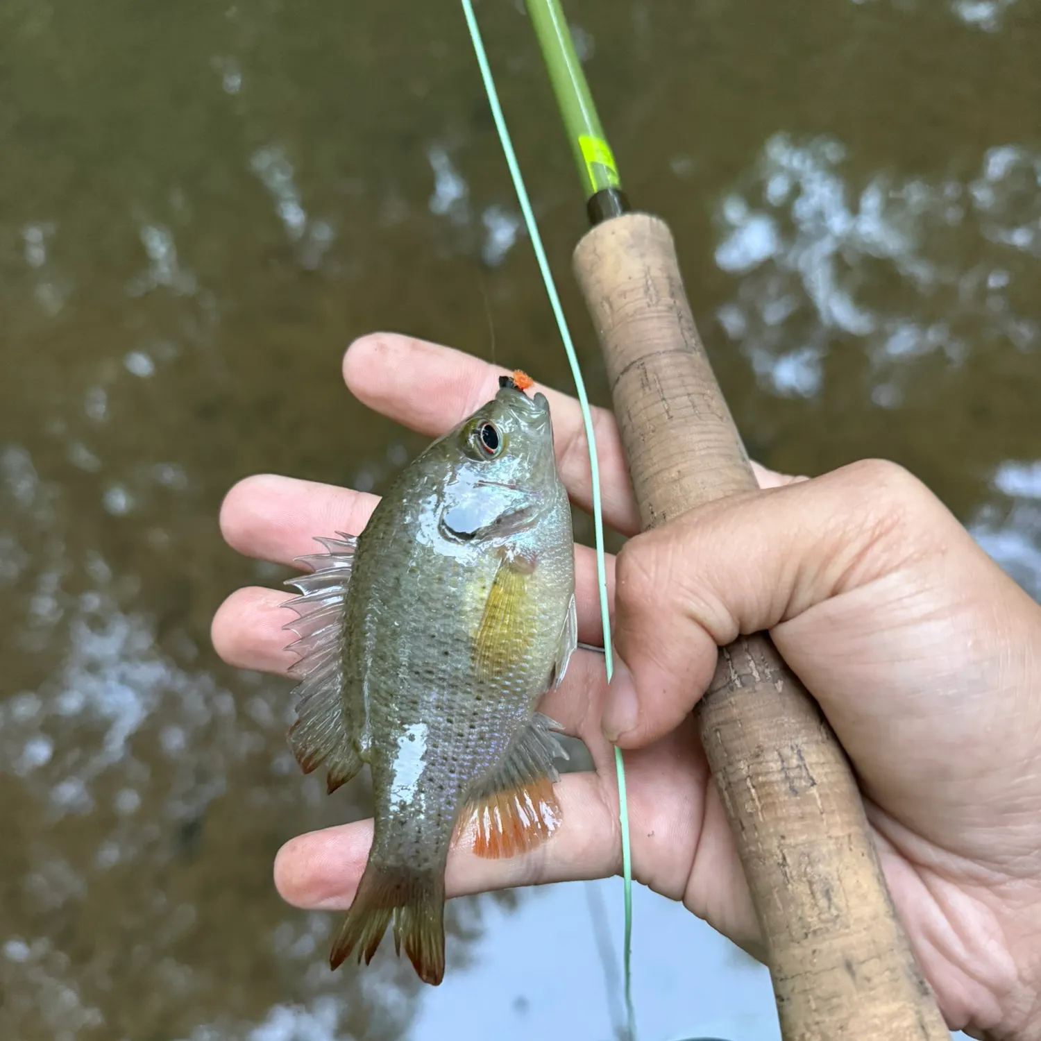 The most recent Spotted sunfish catches on Fishbrain
