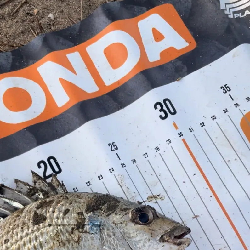 Surf bream caught on Fishbrain