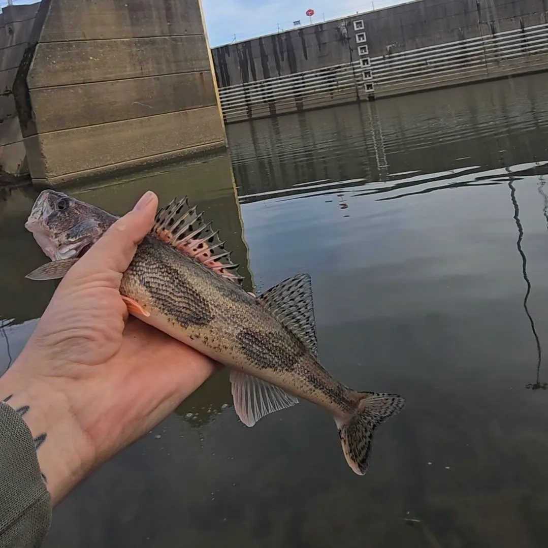 The most recent Sauger catches on Fishbrain