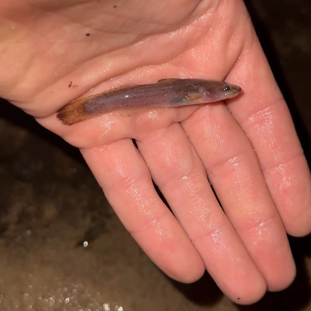 The most recent Speckled madtom catches on Fishbrain