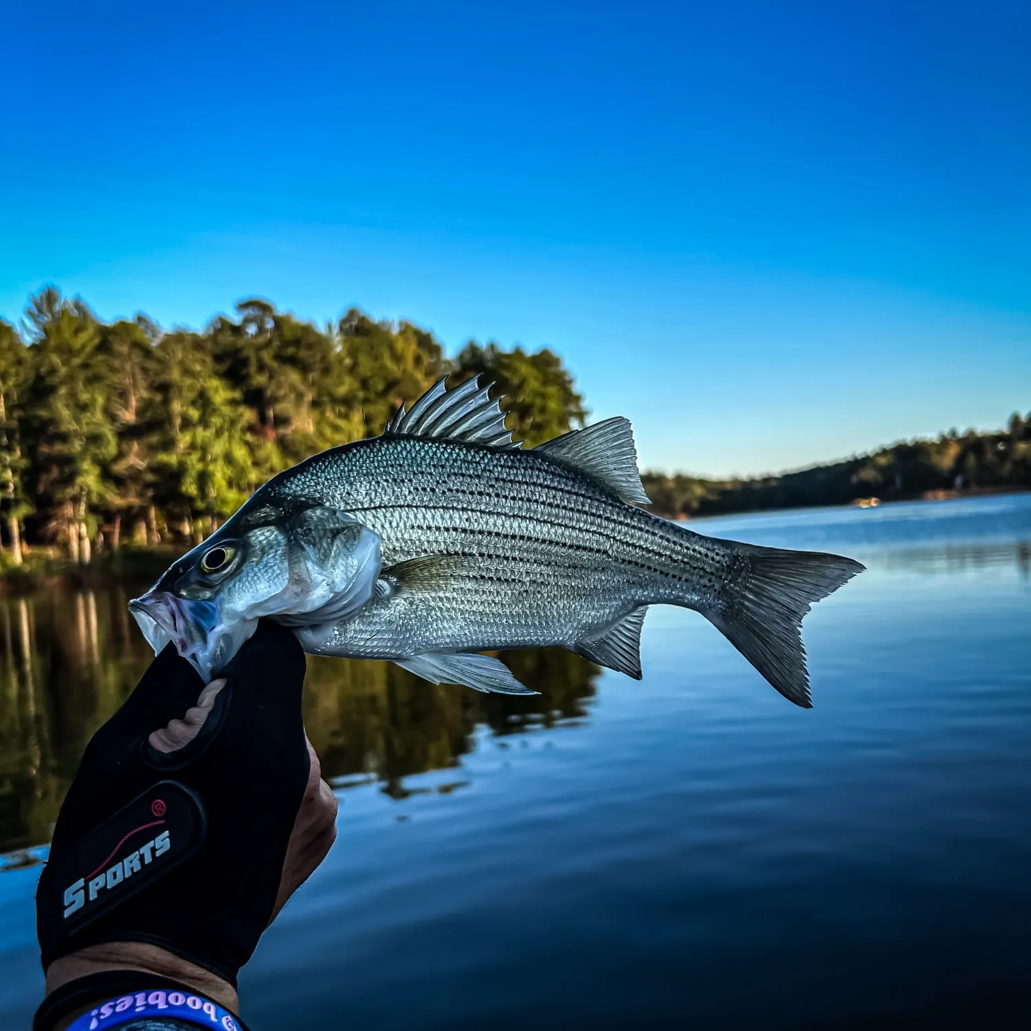 White bass caught on Fishbrain