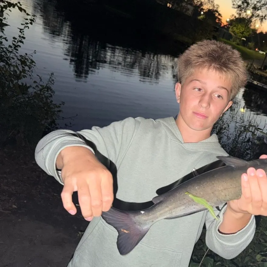 Channel catfish caught on Fishbrain