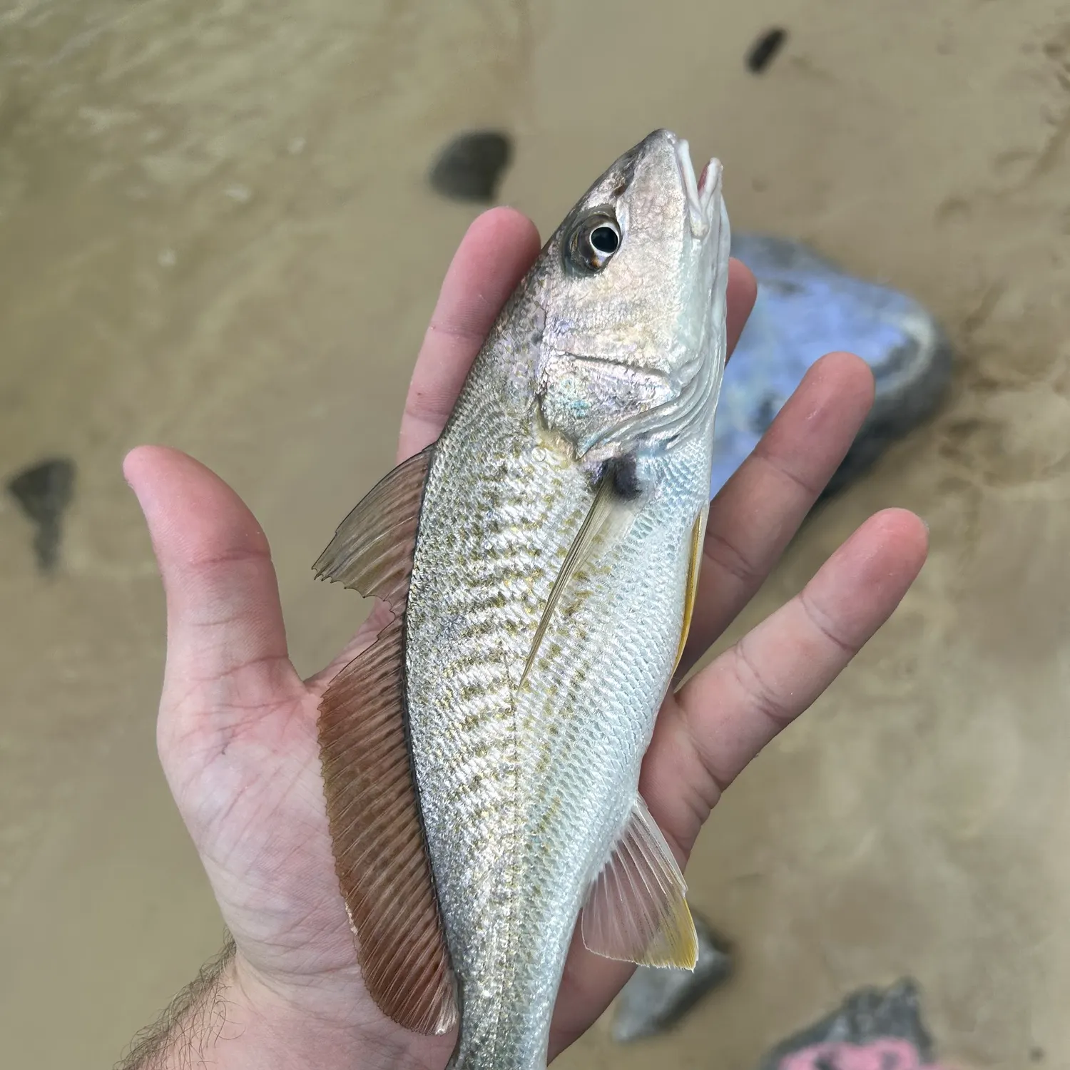 Atlantic croaker caught on Fishbrain