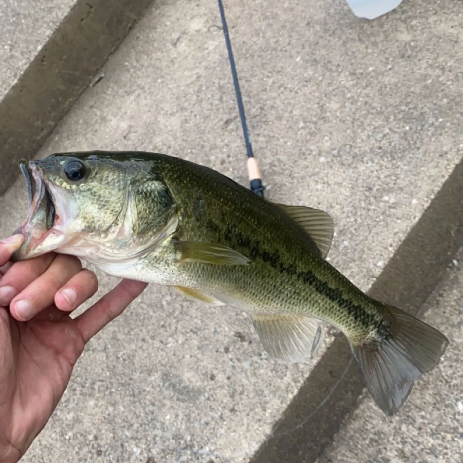 angler catch