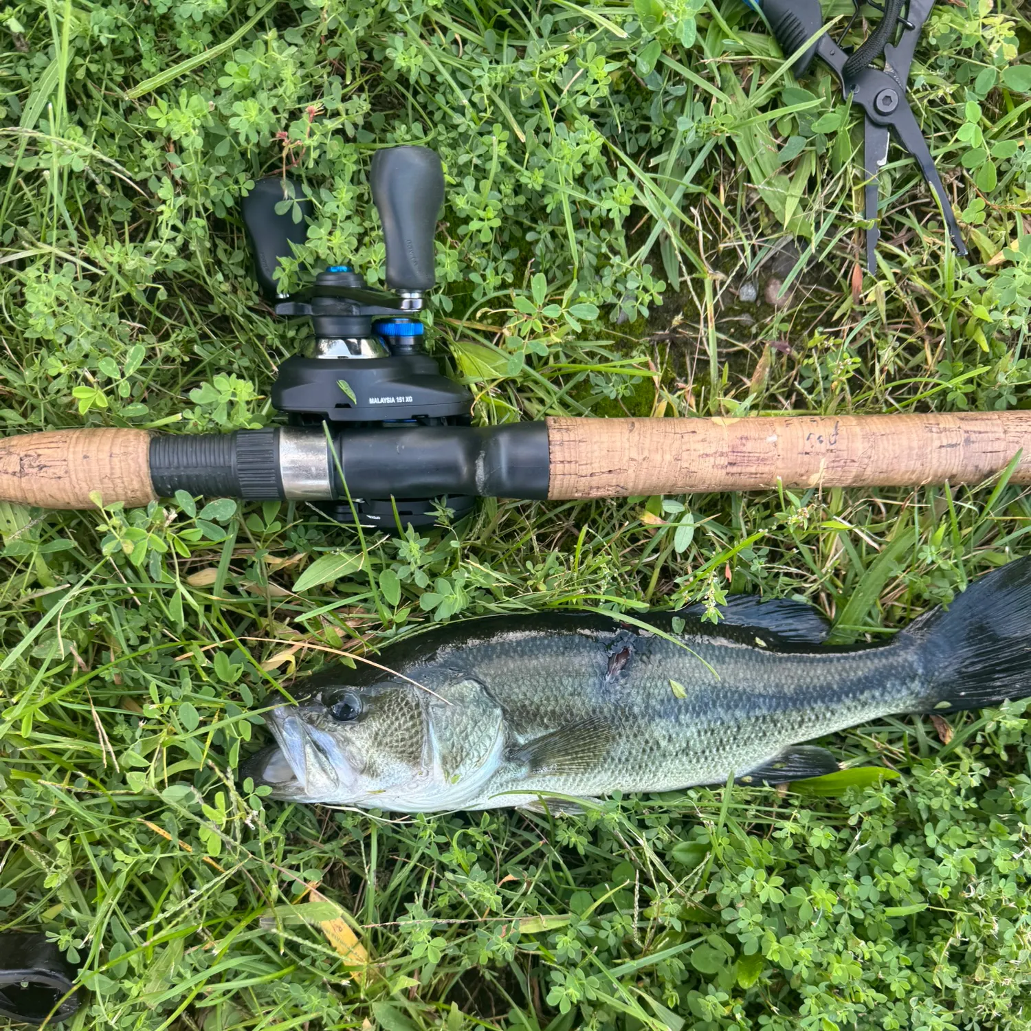 Largemouth bass caught on Fishbrain
