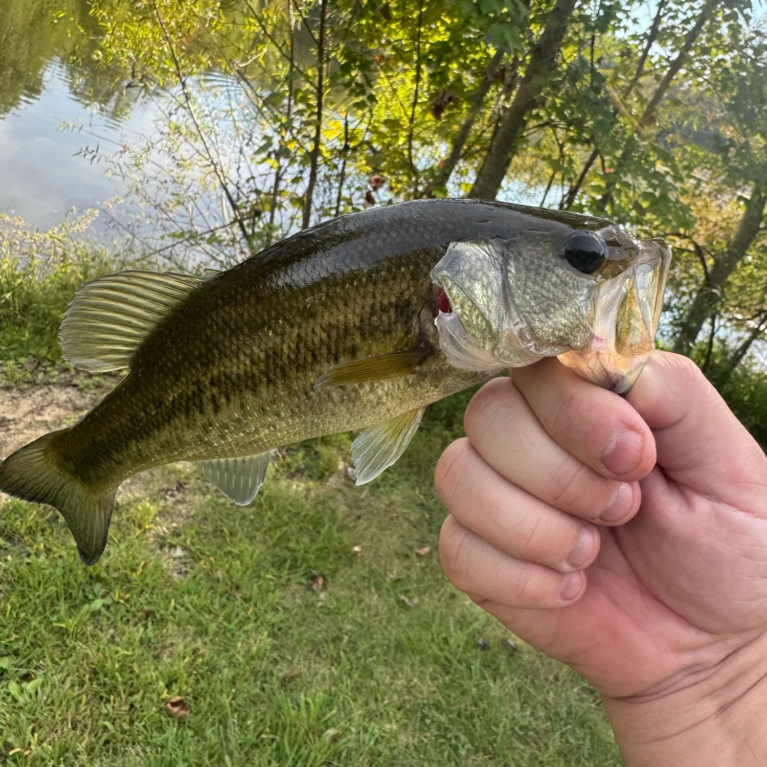 Largemouth bass caught on Fishbrain
