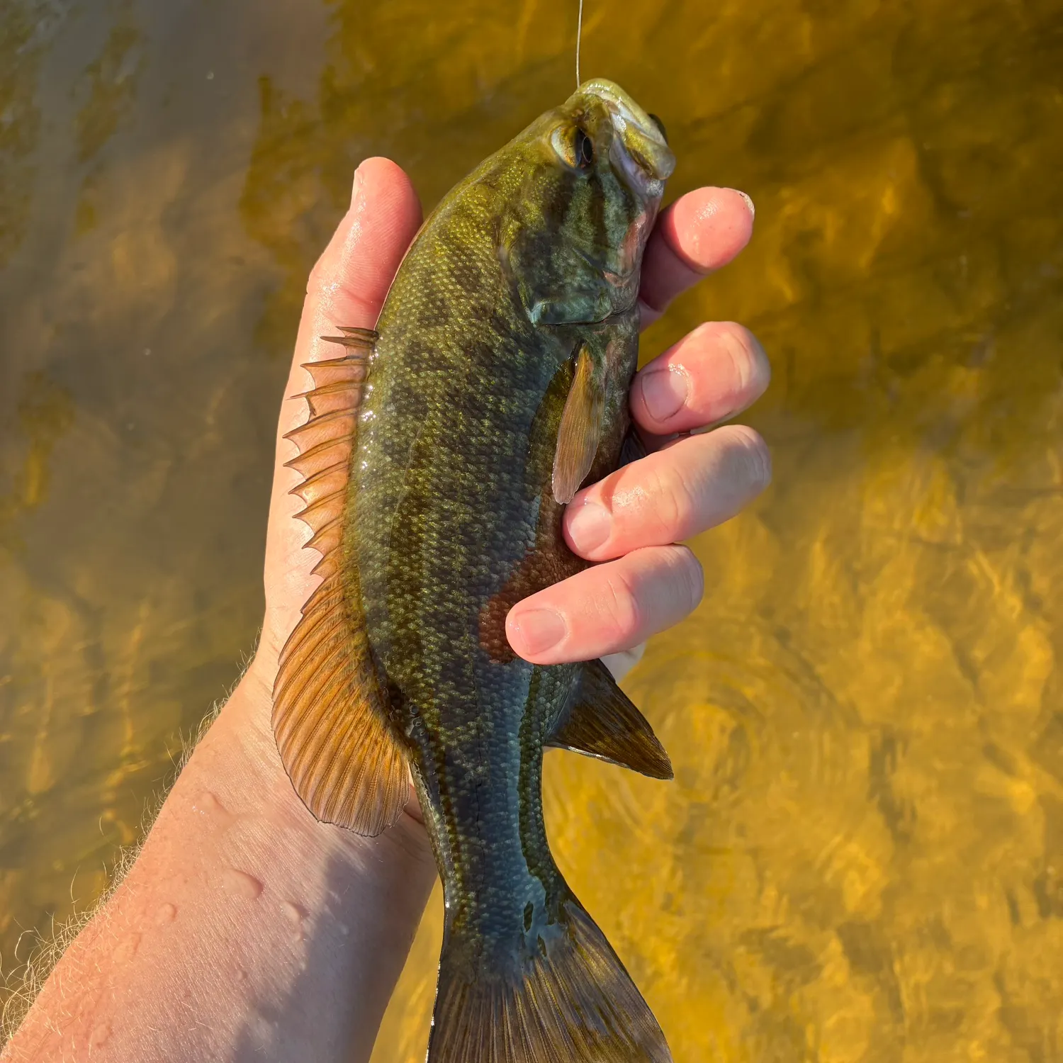 Smallmouth bass caught on Fishbrain