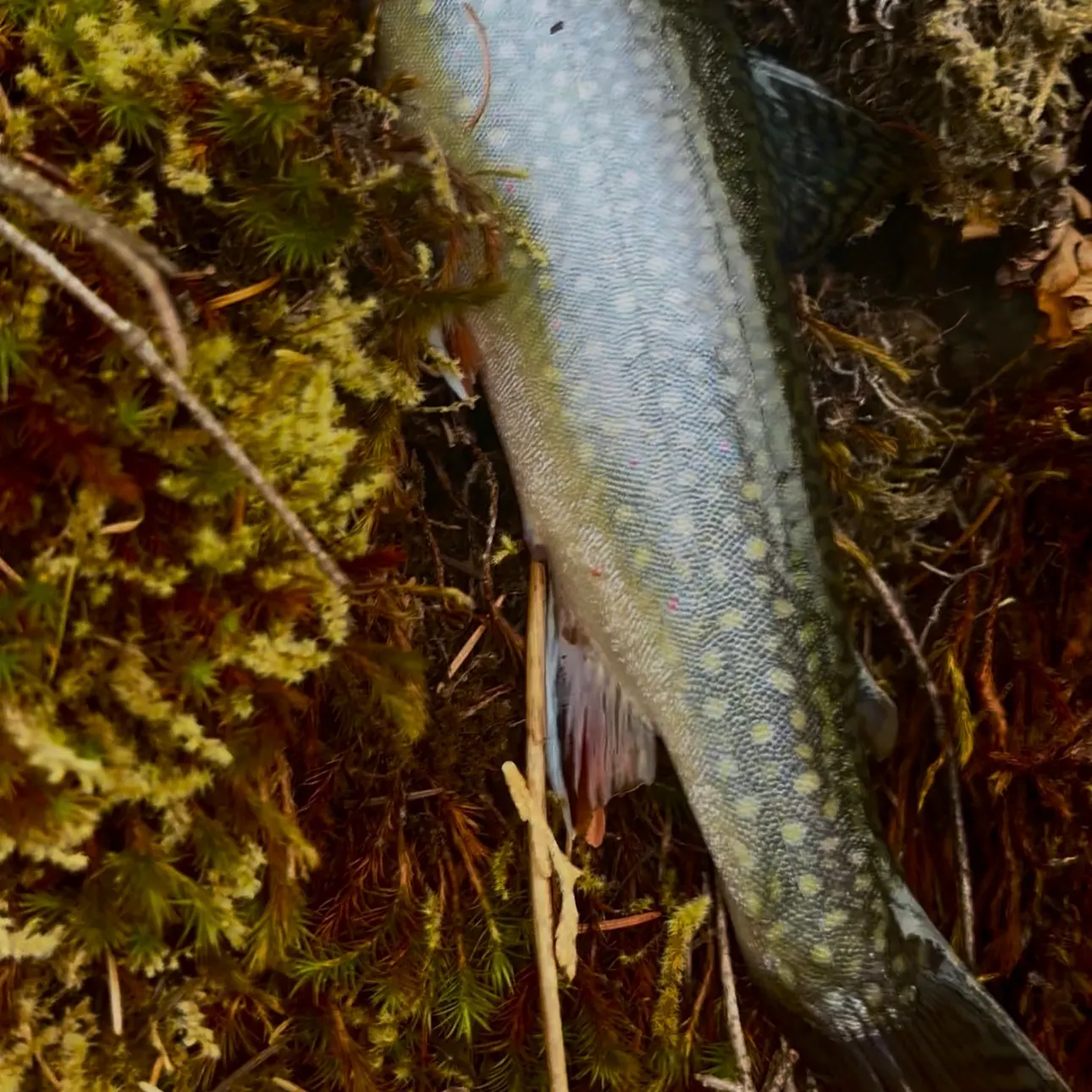 Brook trout caught on Fishbrain