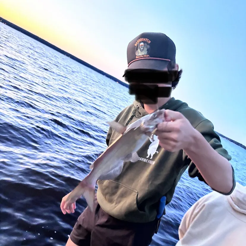 Channel catfish caught on Fishbrain
