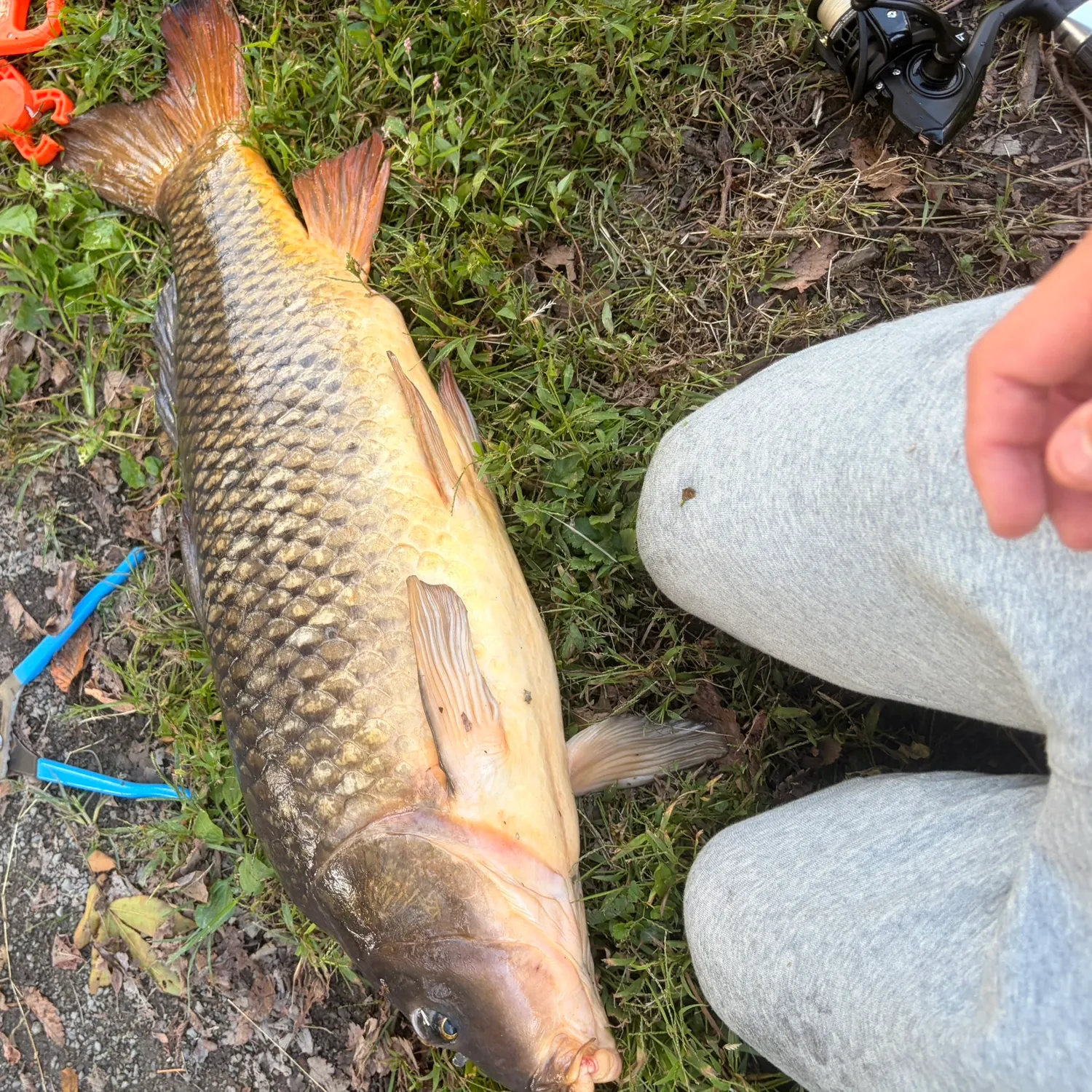 Common carp caught on Fishbrain