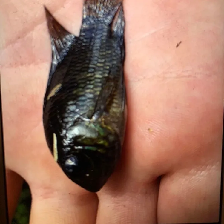 The most recent Black acara catches on Fishbrain