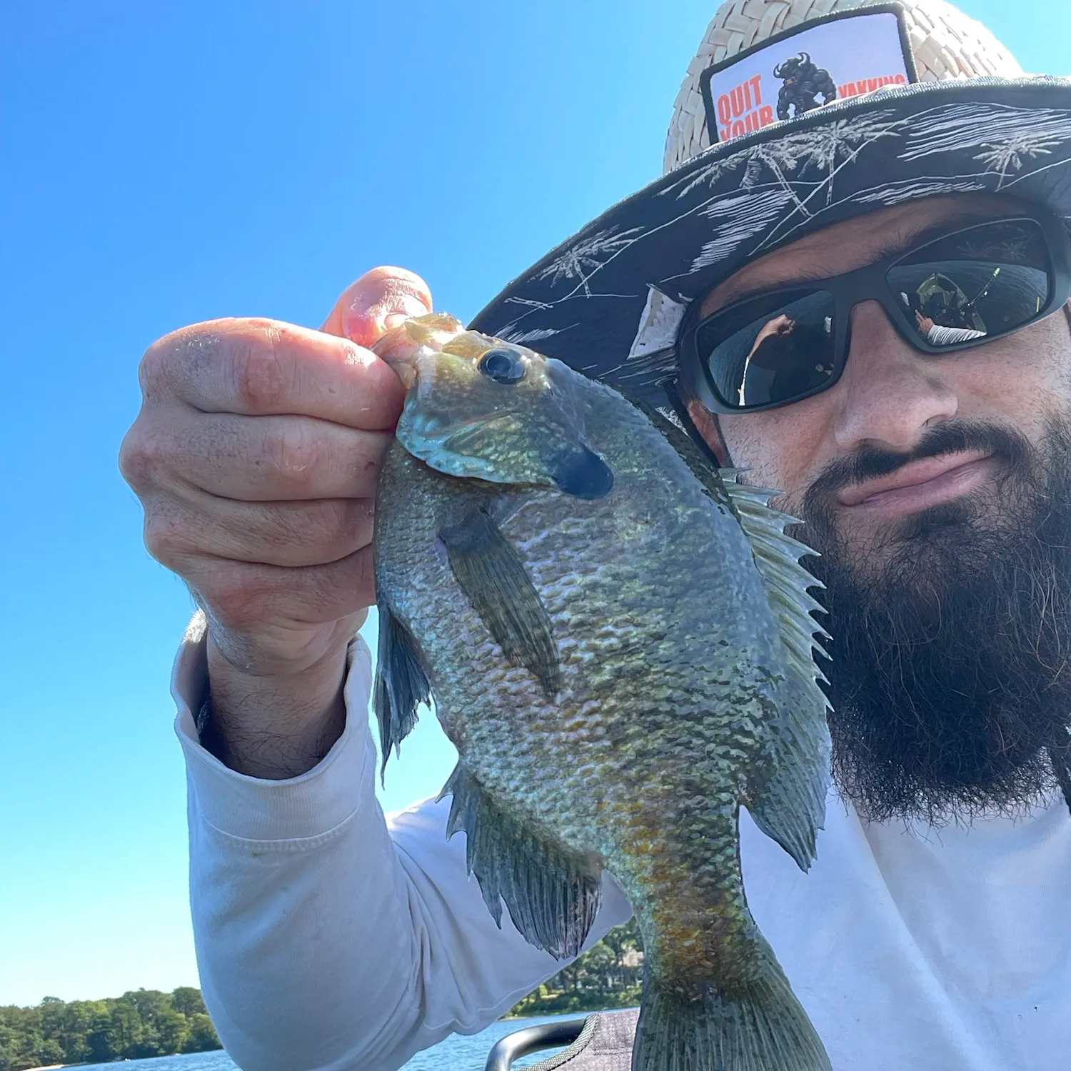 Bluegill caught on Fishbrain