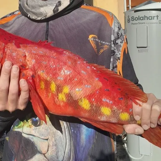 The most recent Harlequin fish catches on Fishbrain