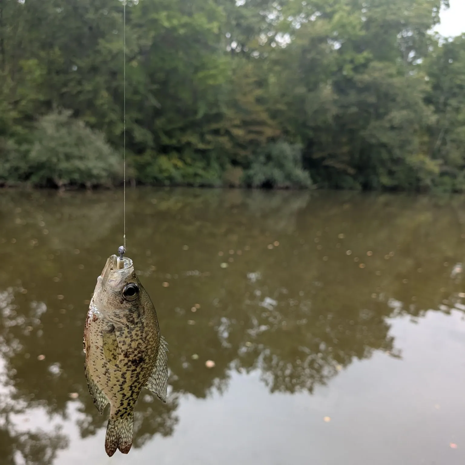 Black crappie caught on Fishbrain