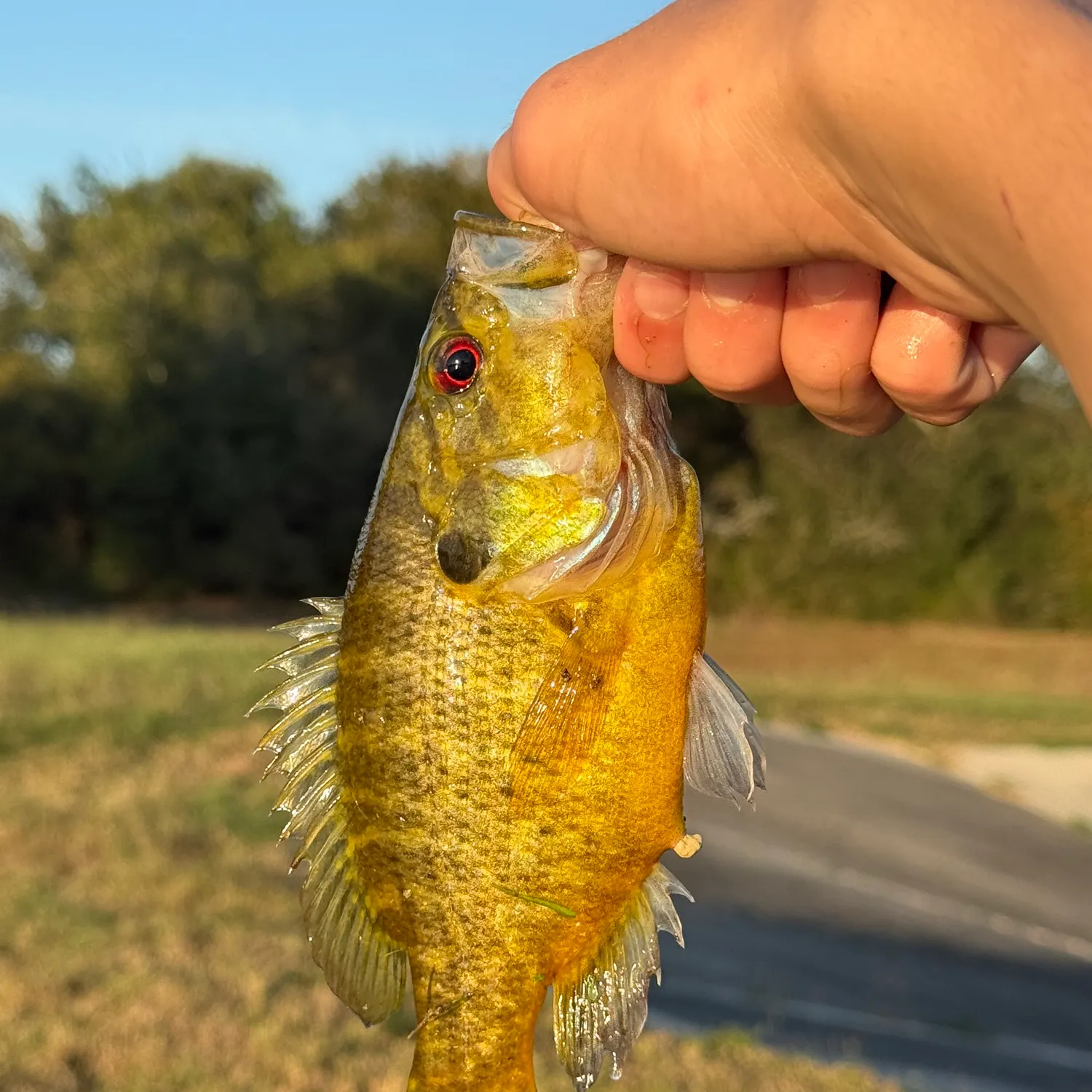 The most recent Warmouth catches on Fishbrain