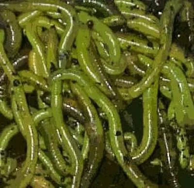 Worm