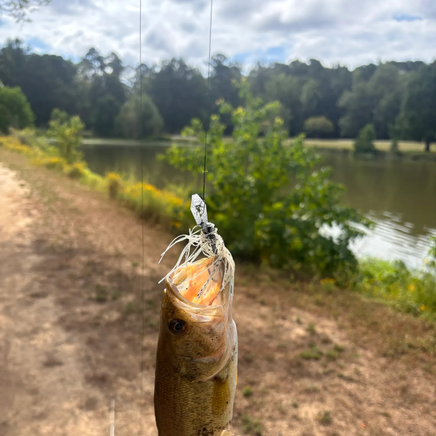 Spotted bass caught on Fishbrain