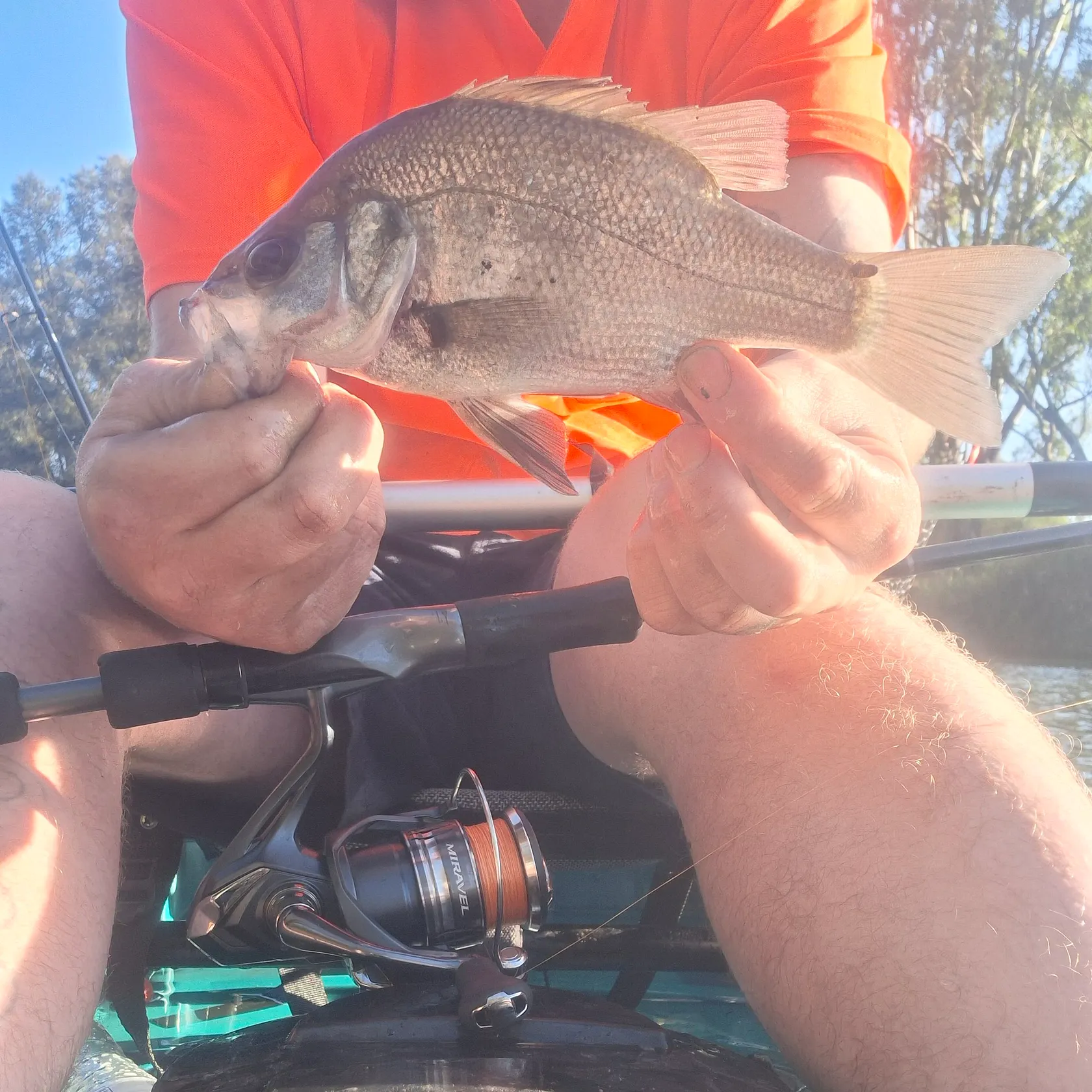 The most recent Estuary perch catches on Fishbrain