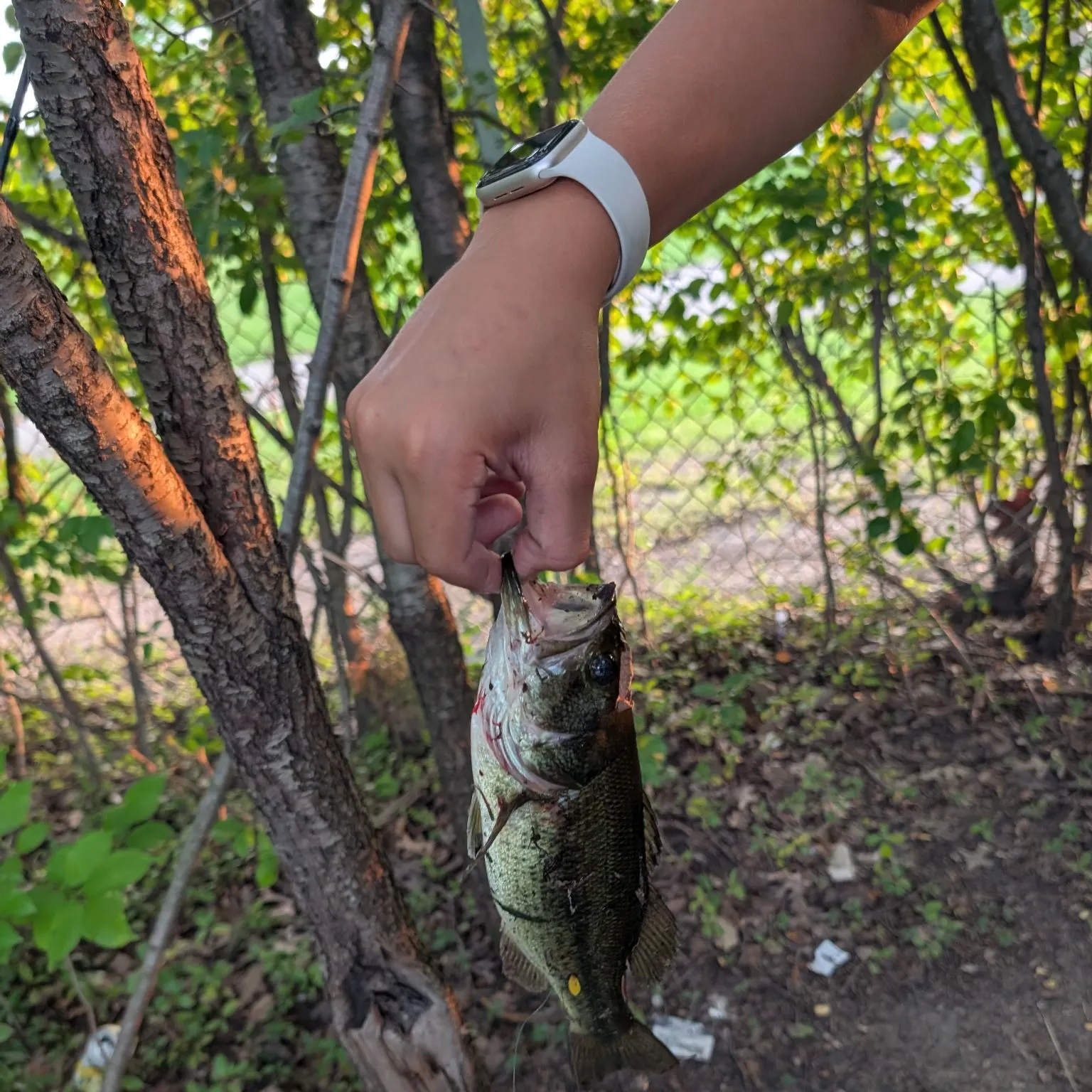 Fish caught on Fishbrain