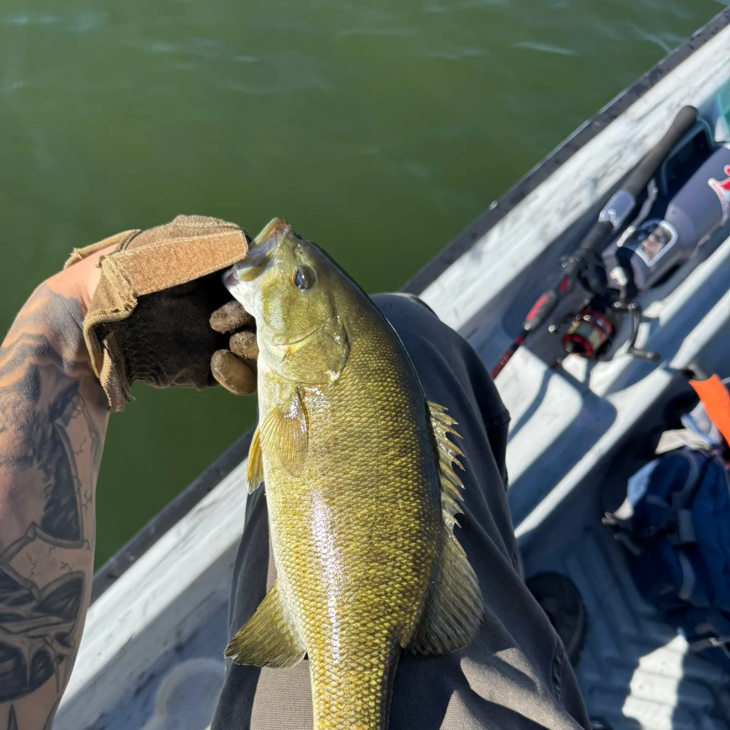 Smallmouth bass caught on Fishbrain