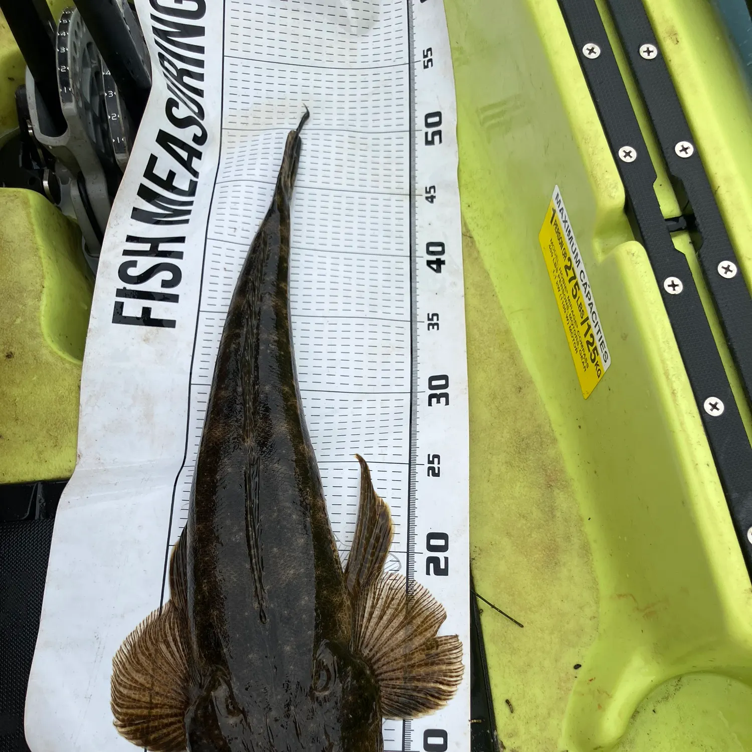The most recent Dusky flathead catches on Fishbrain