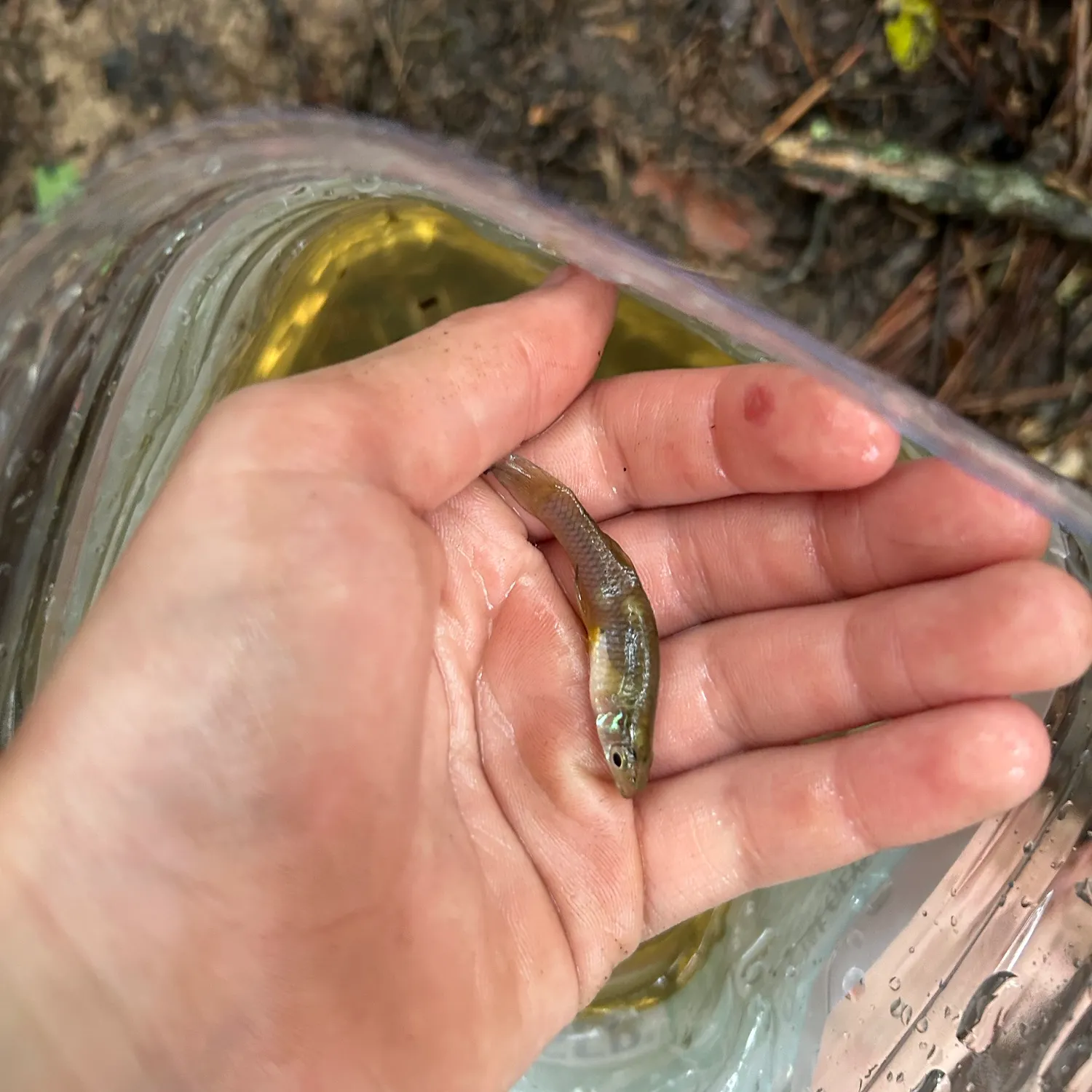 The most recent Eastern mosquitofish catches on Fishbrain