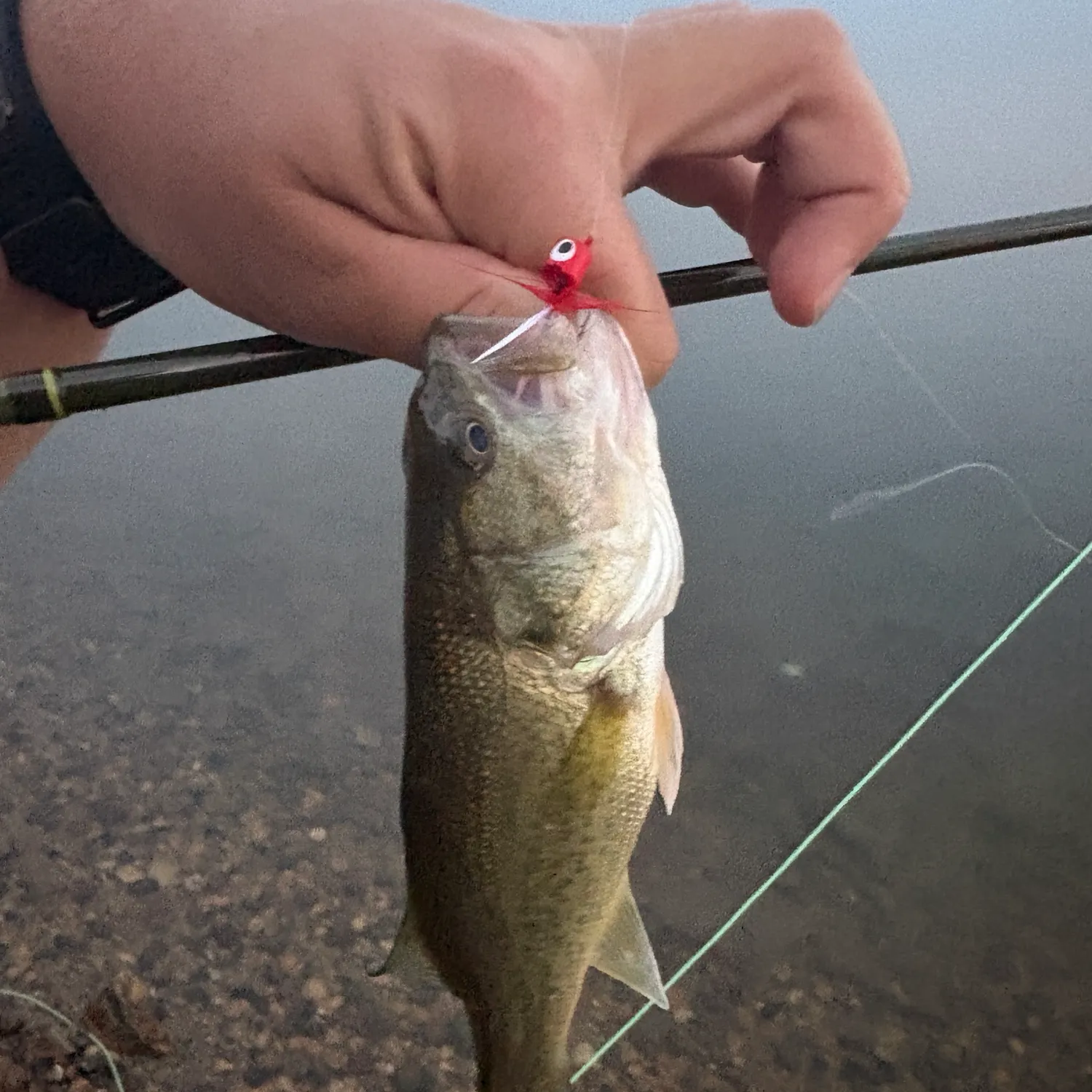Largemouth bass caught on Fishbrain