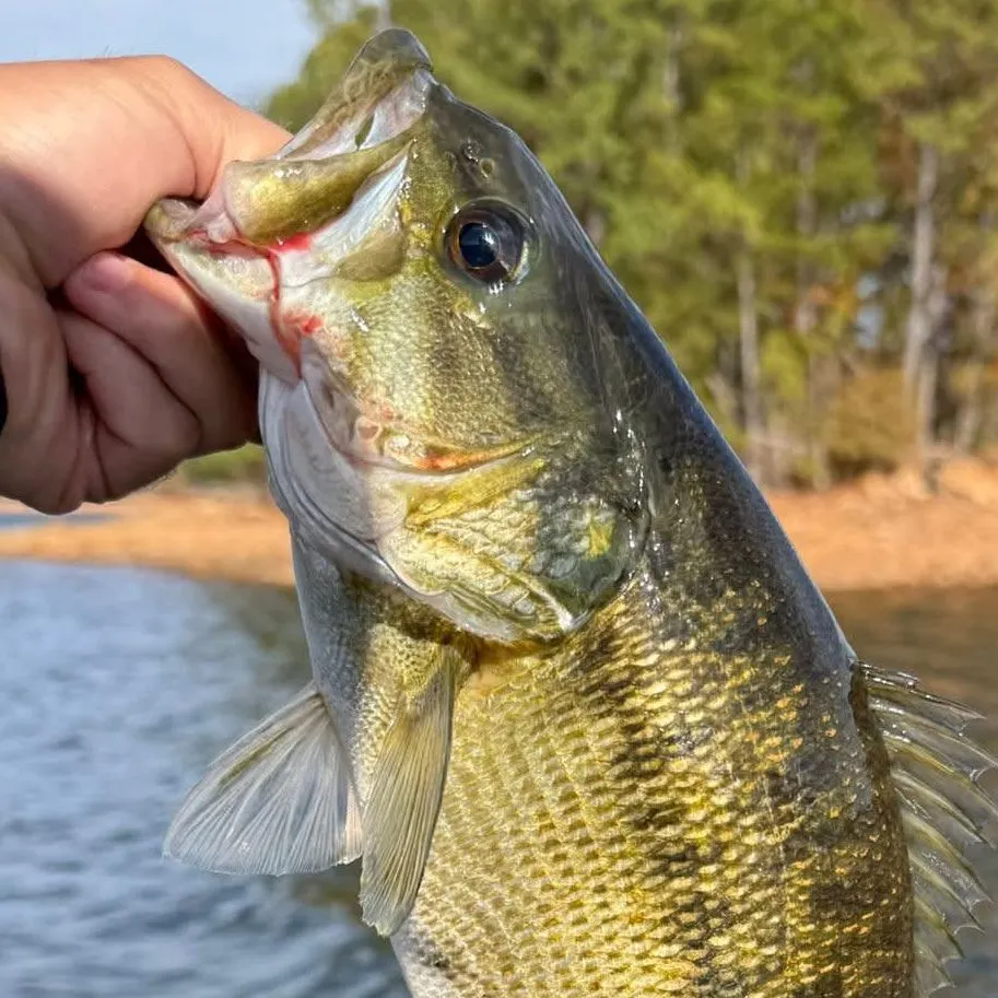 The most recent Spotted bass catches on Fishbrain