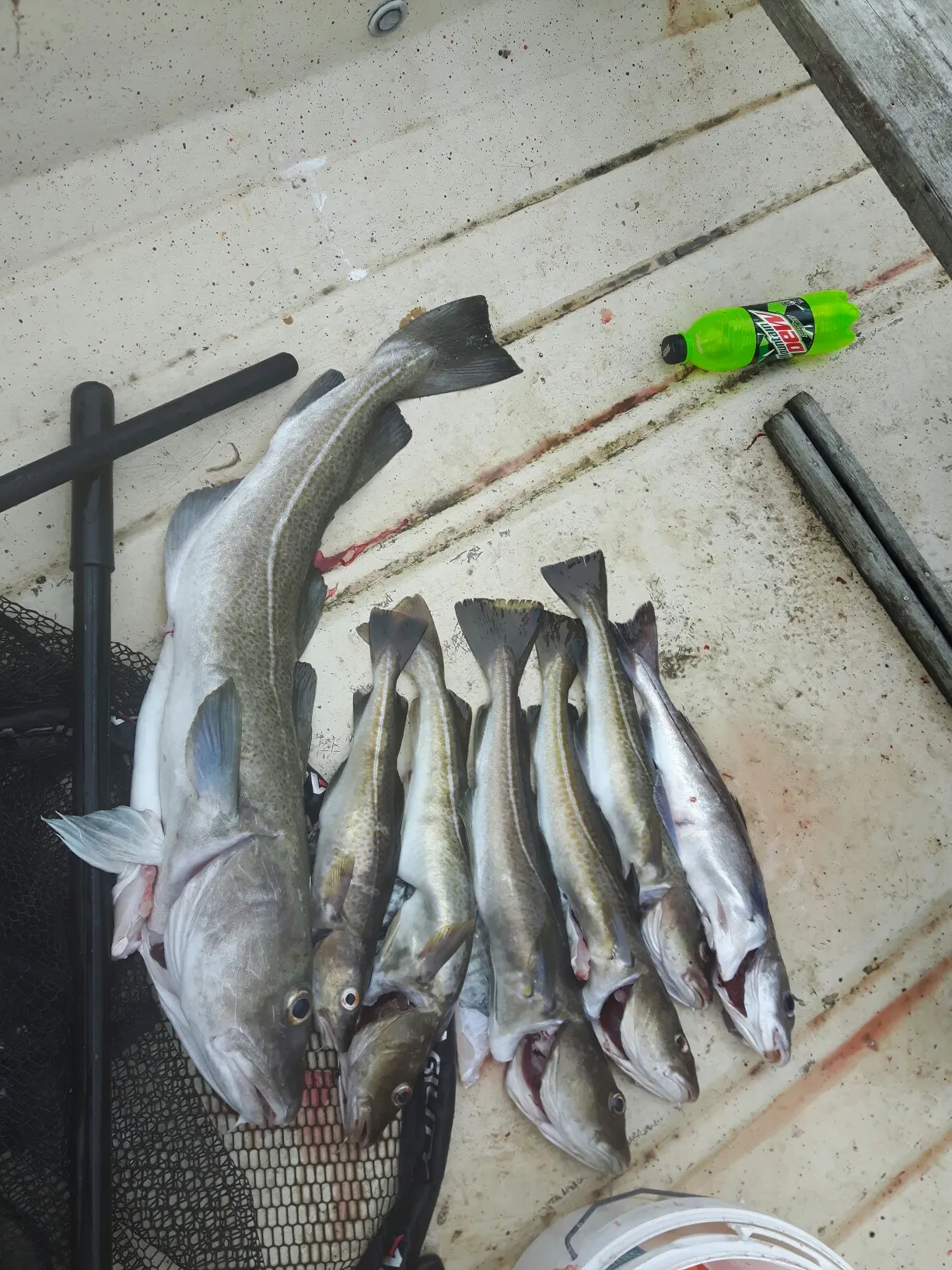 recently logged catches