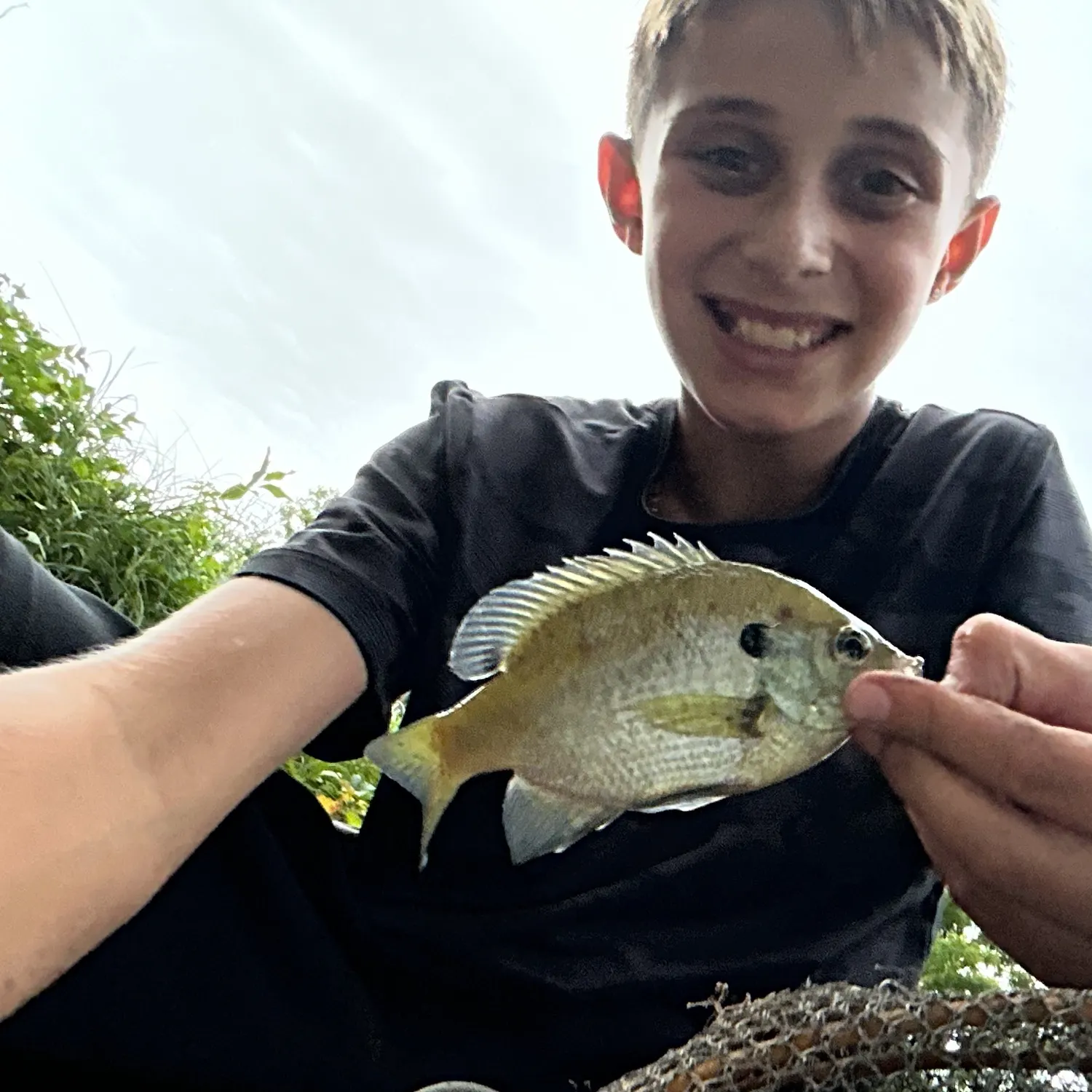 Bluegill caught on Fishbrain