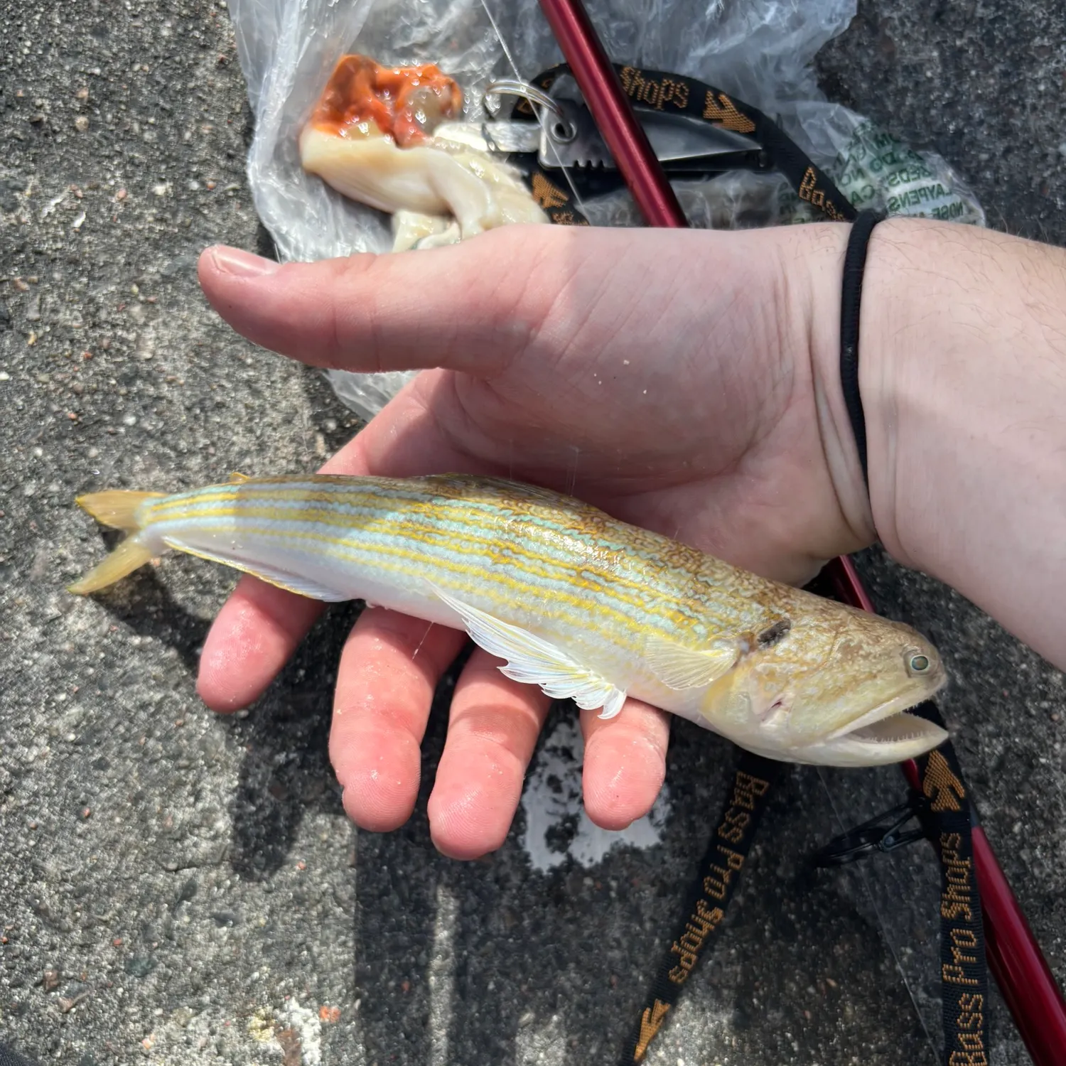 The most recent Snakefish catches on Fishbrain