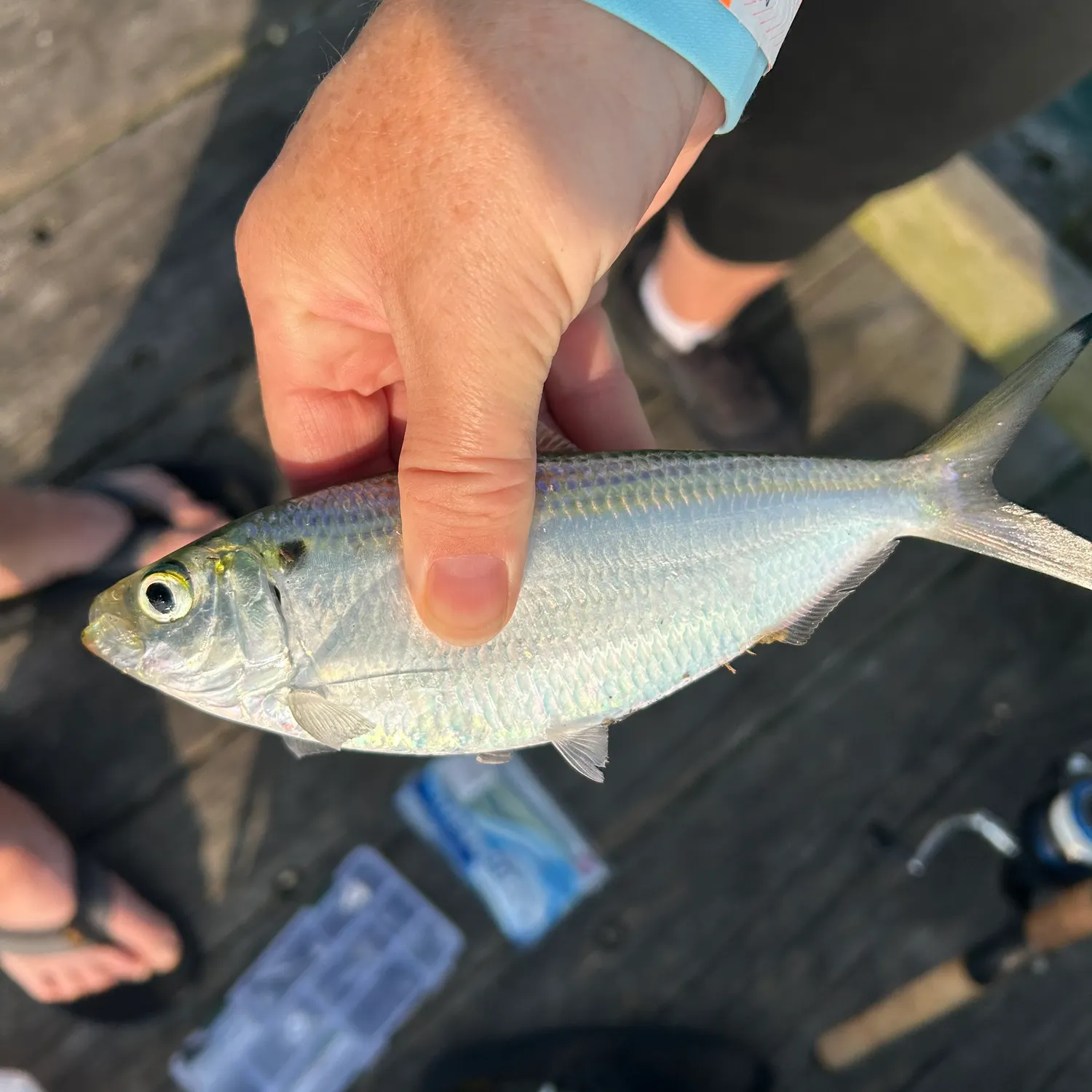 The most recent Atlantic thread herring catches on Fishbrain