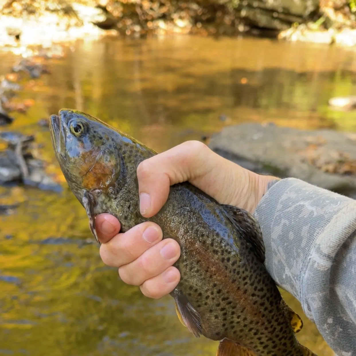 Rainbow trout caught on Fishbrain