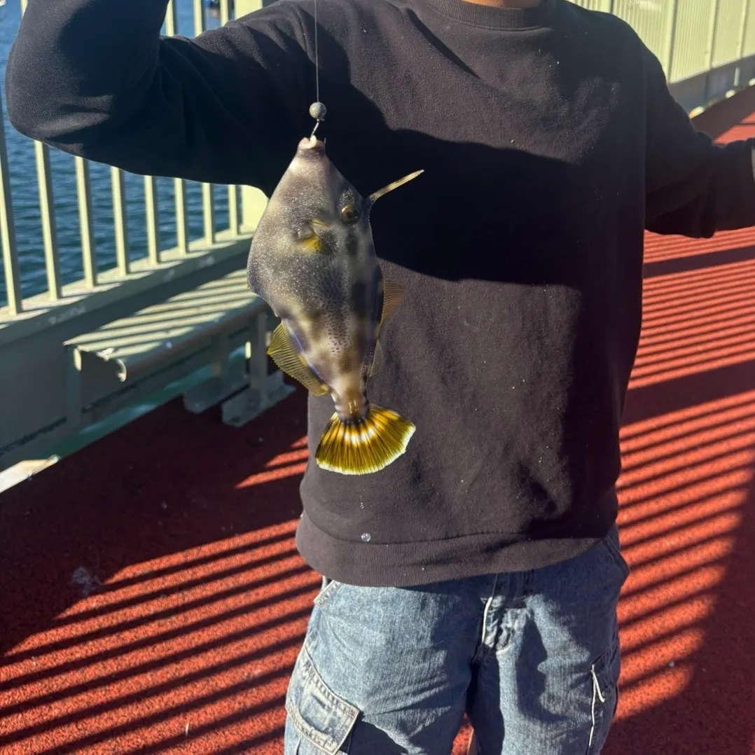 The most recent Yellowfin leatherjacket catches on Fishbrain