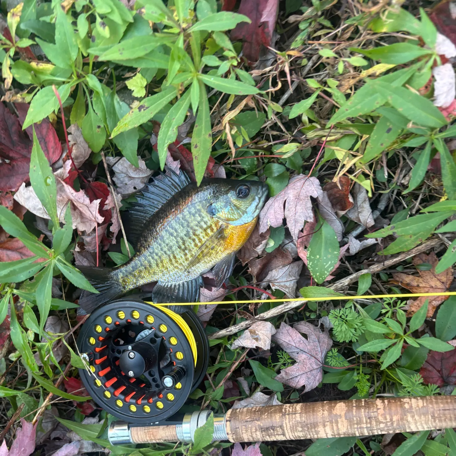 Bluegill caught on Fishbrain