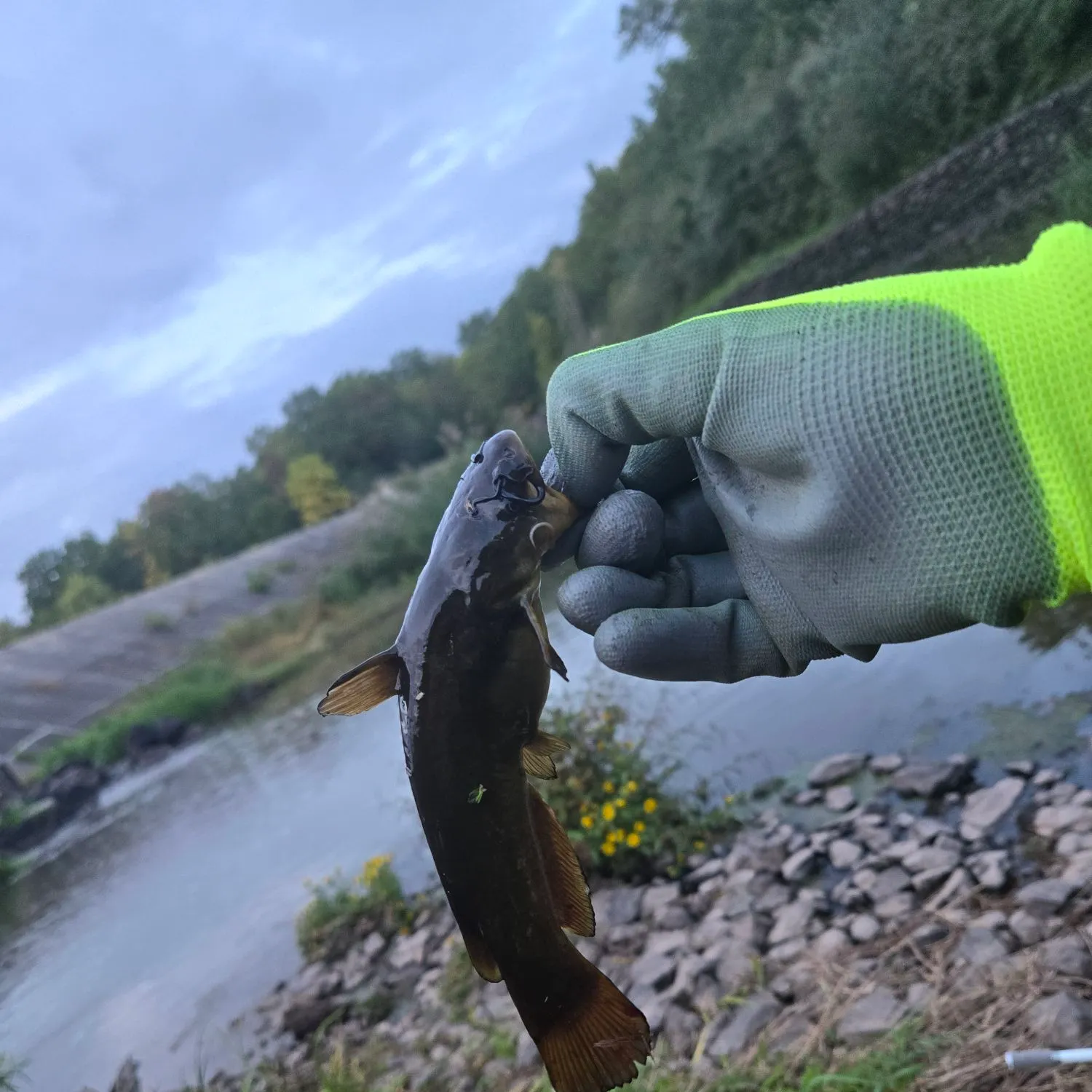 Yellow bullhead caught on Fishbrain