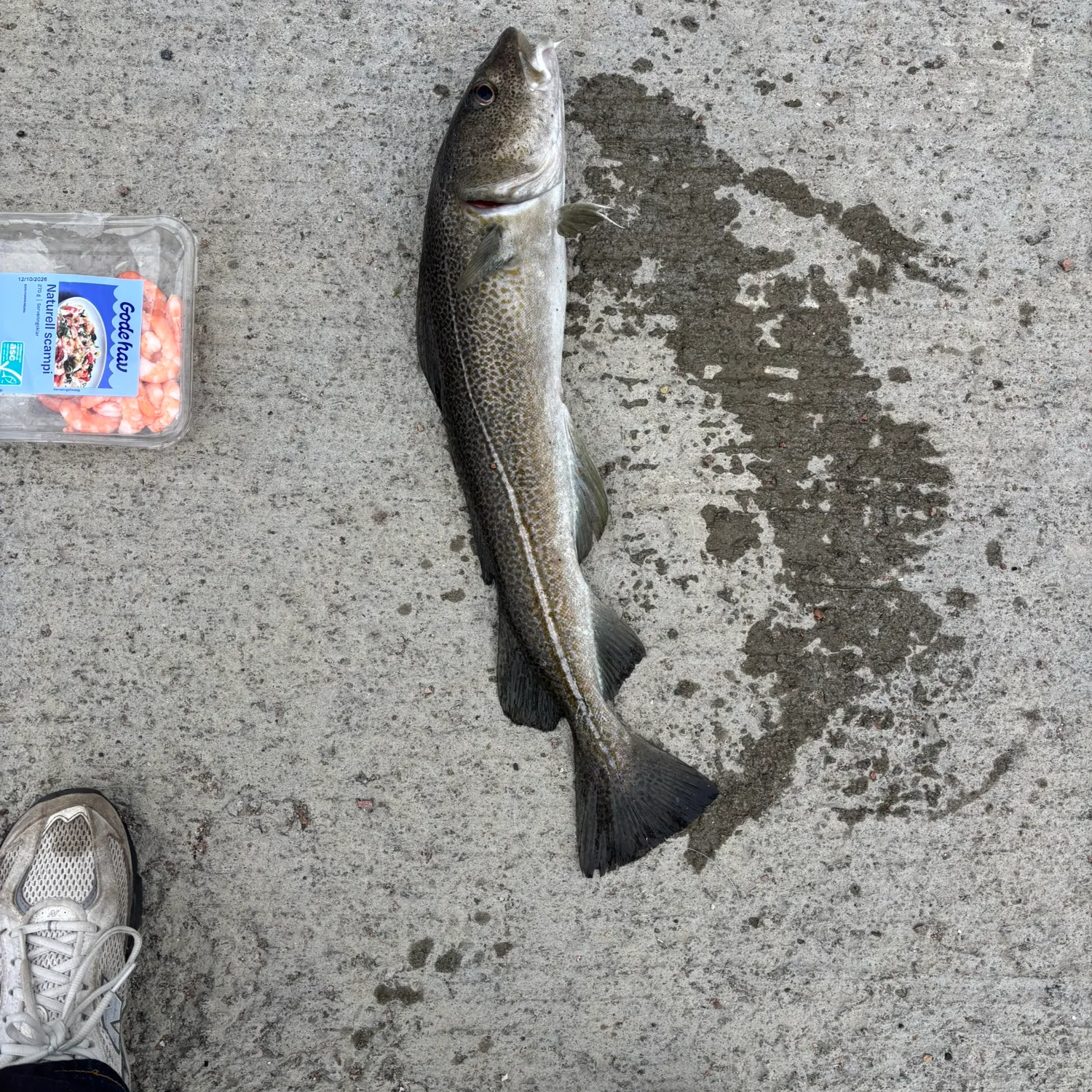 Atlantic cod caught on Fishbrain