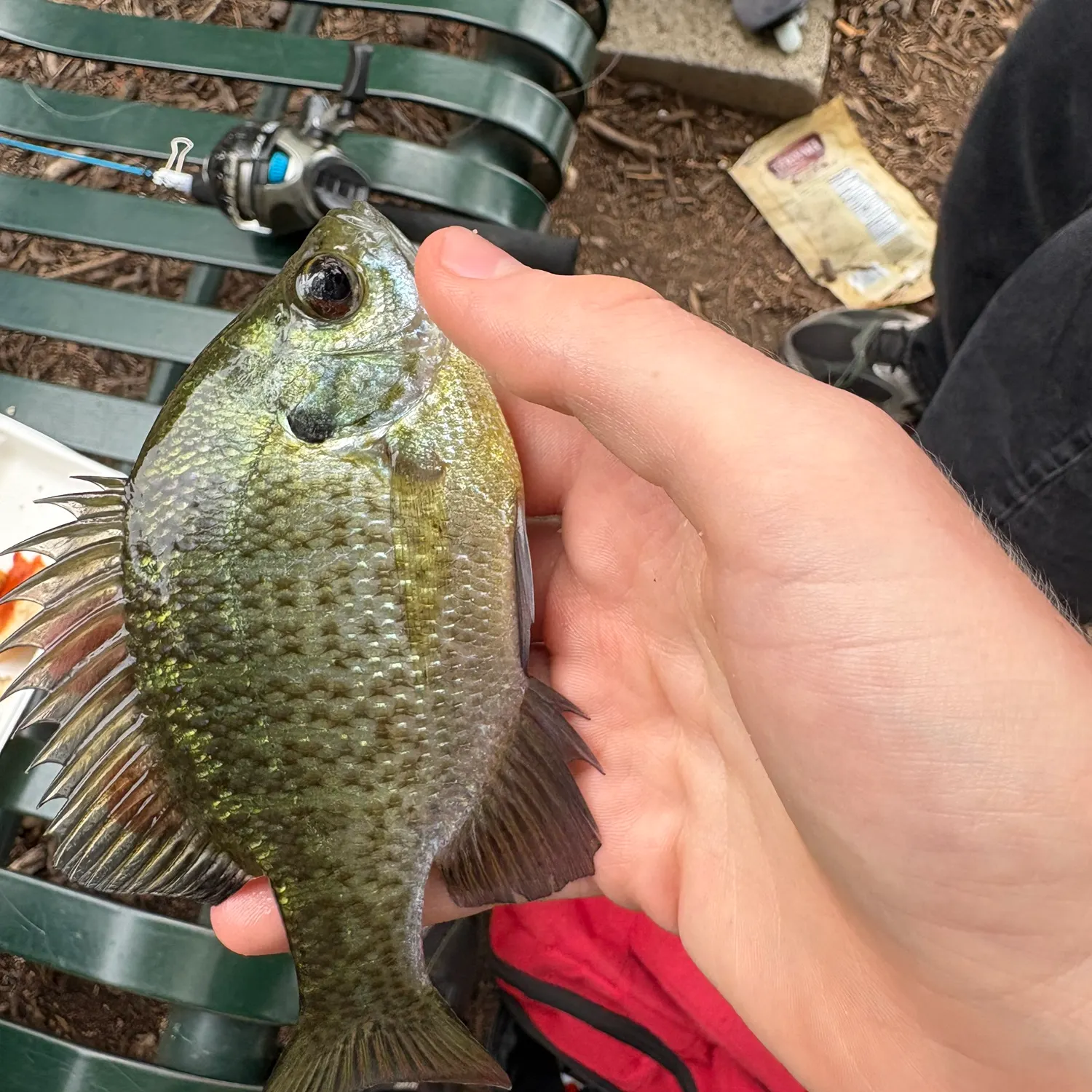 Bluegill caught on Fishbrain