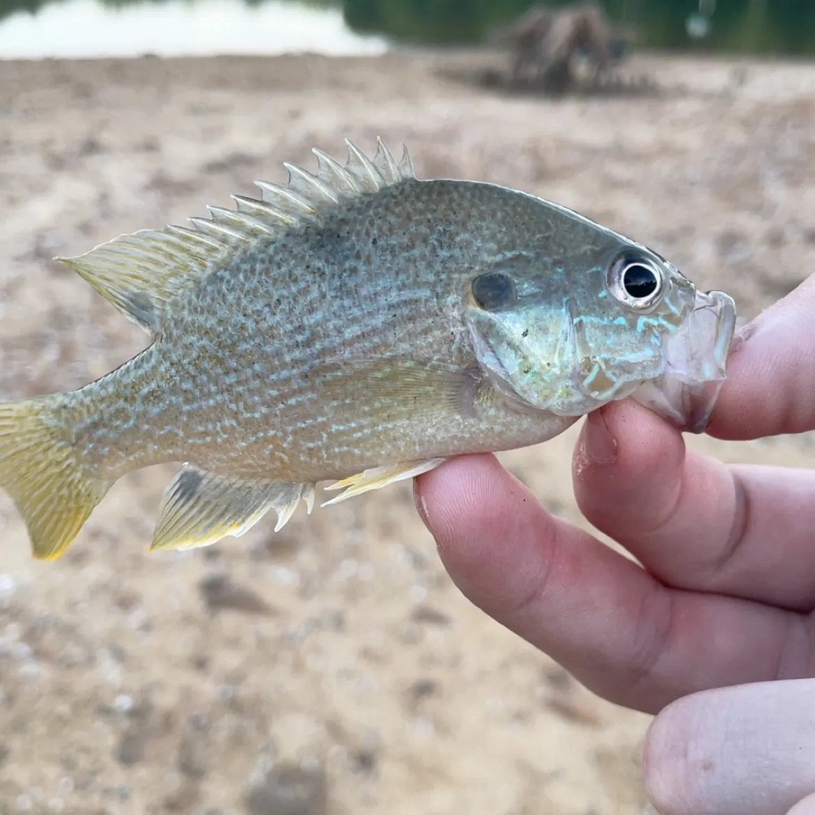 Green sunfish caught on Fishbrain