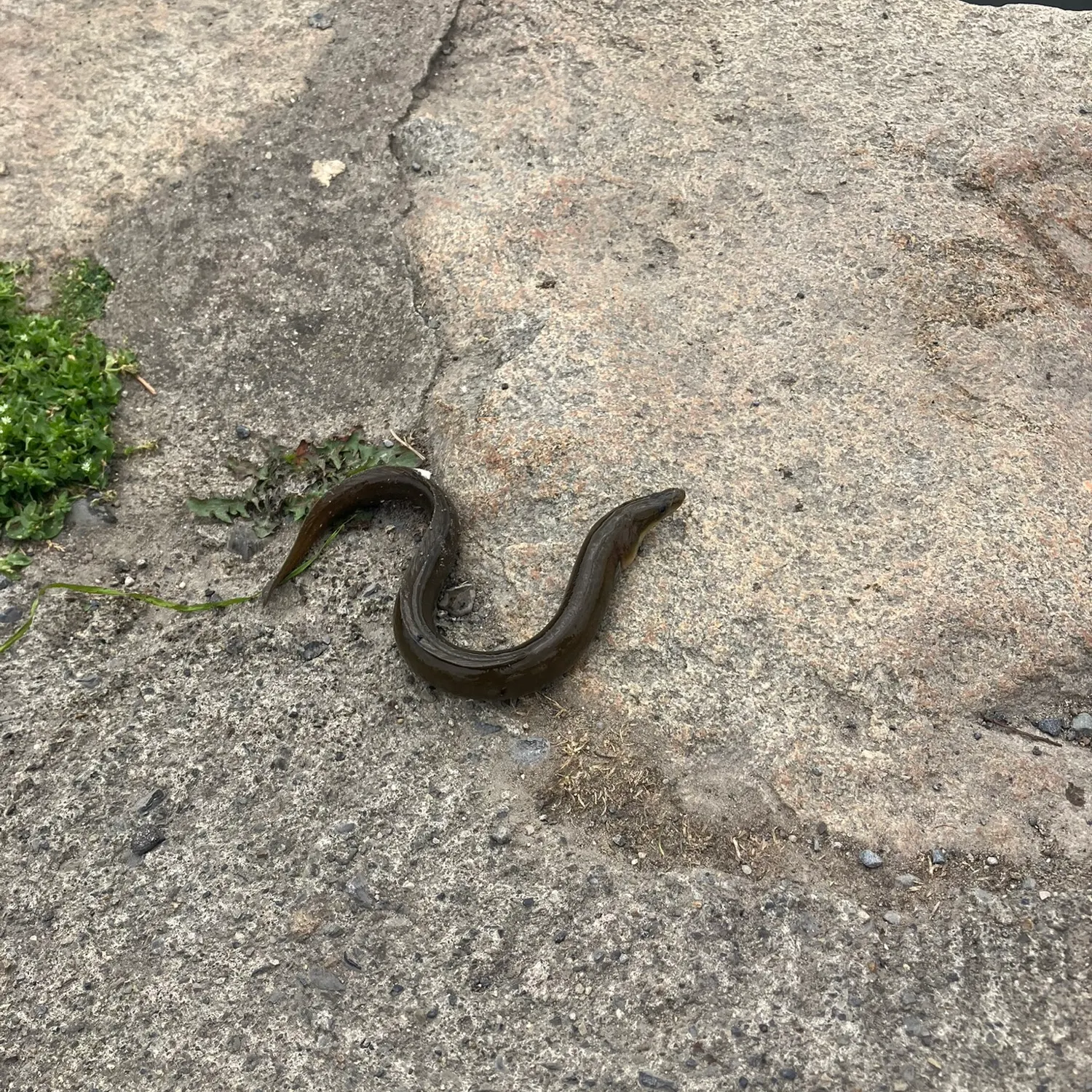 The most recent European eel catches on Fishbrain