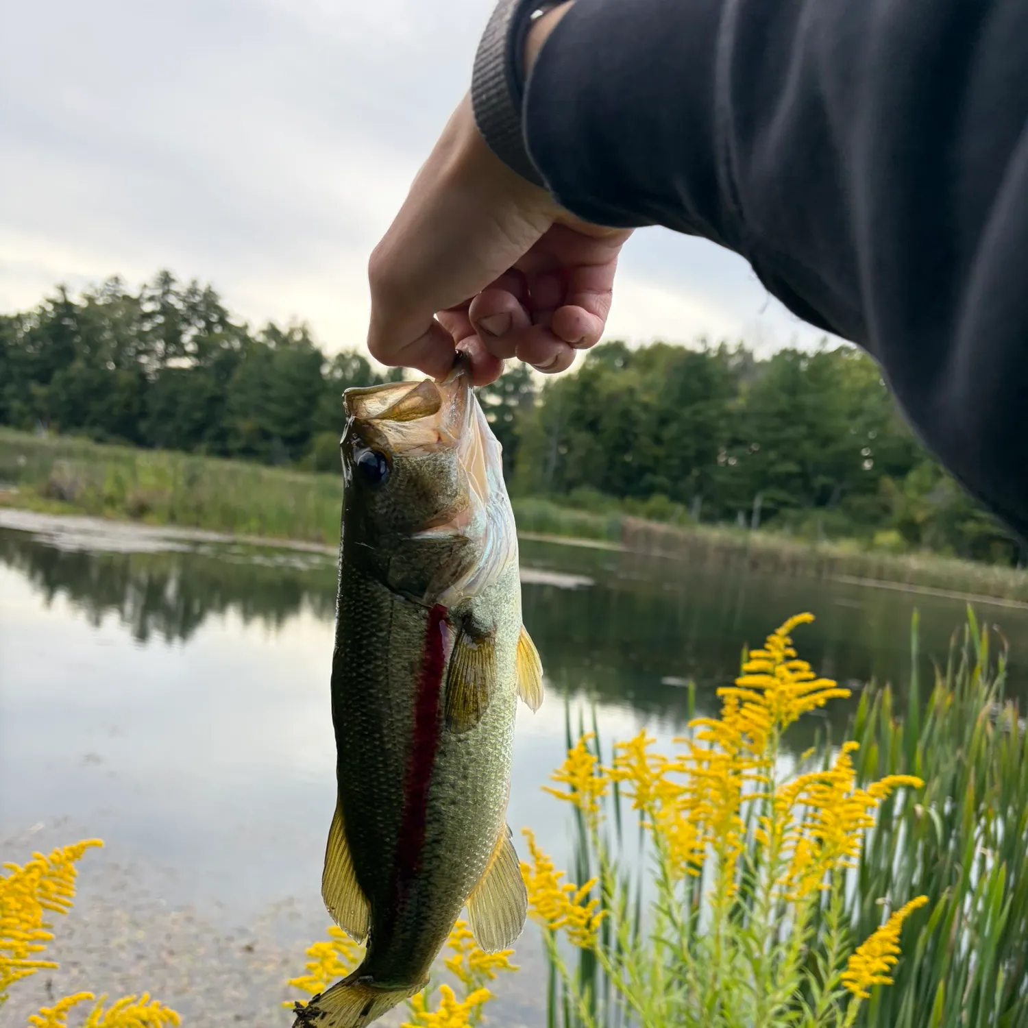 Largemouth bass caught on Fishbrain
