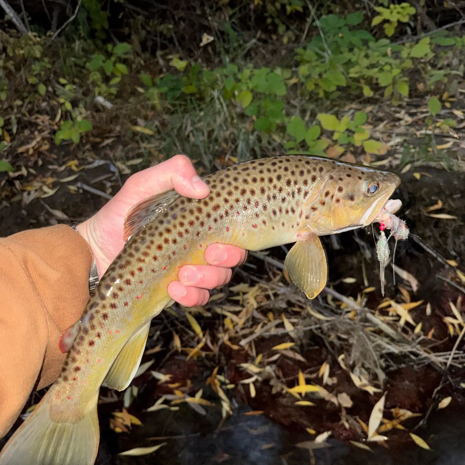 Brown trout caught on Fishbrain
