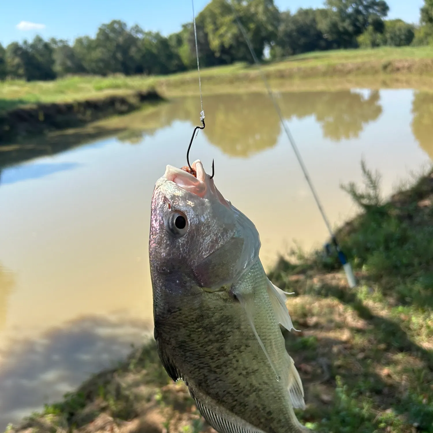 Freshwater drum caught on Fishbrain