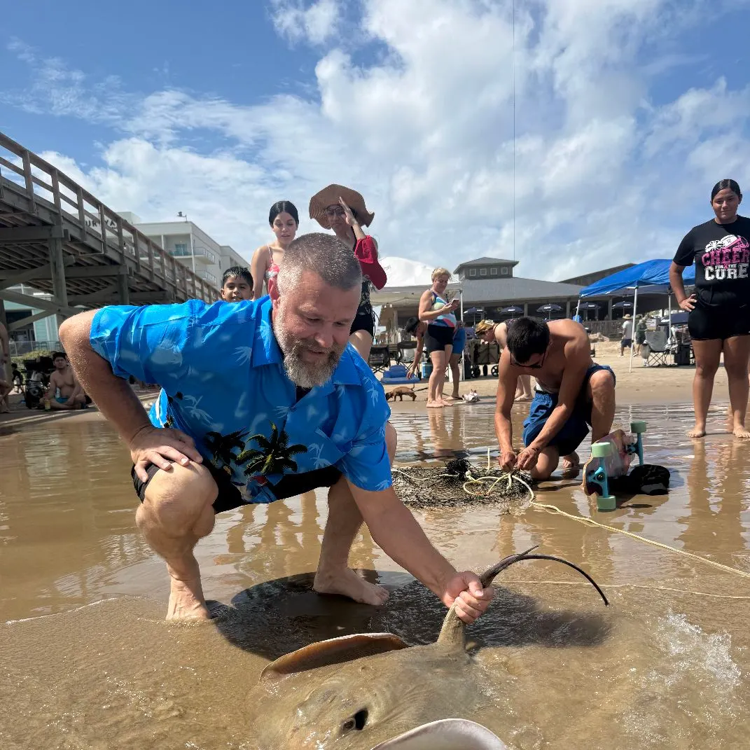 The most recent Common stingray catches on Fishbrain