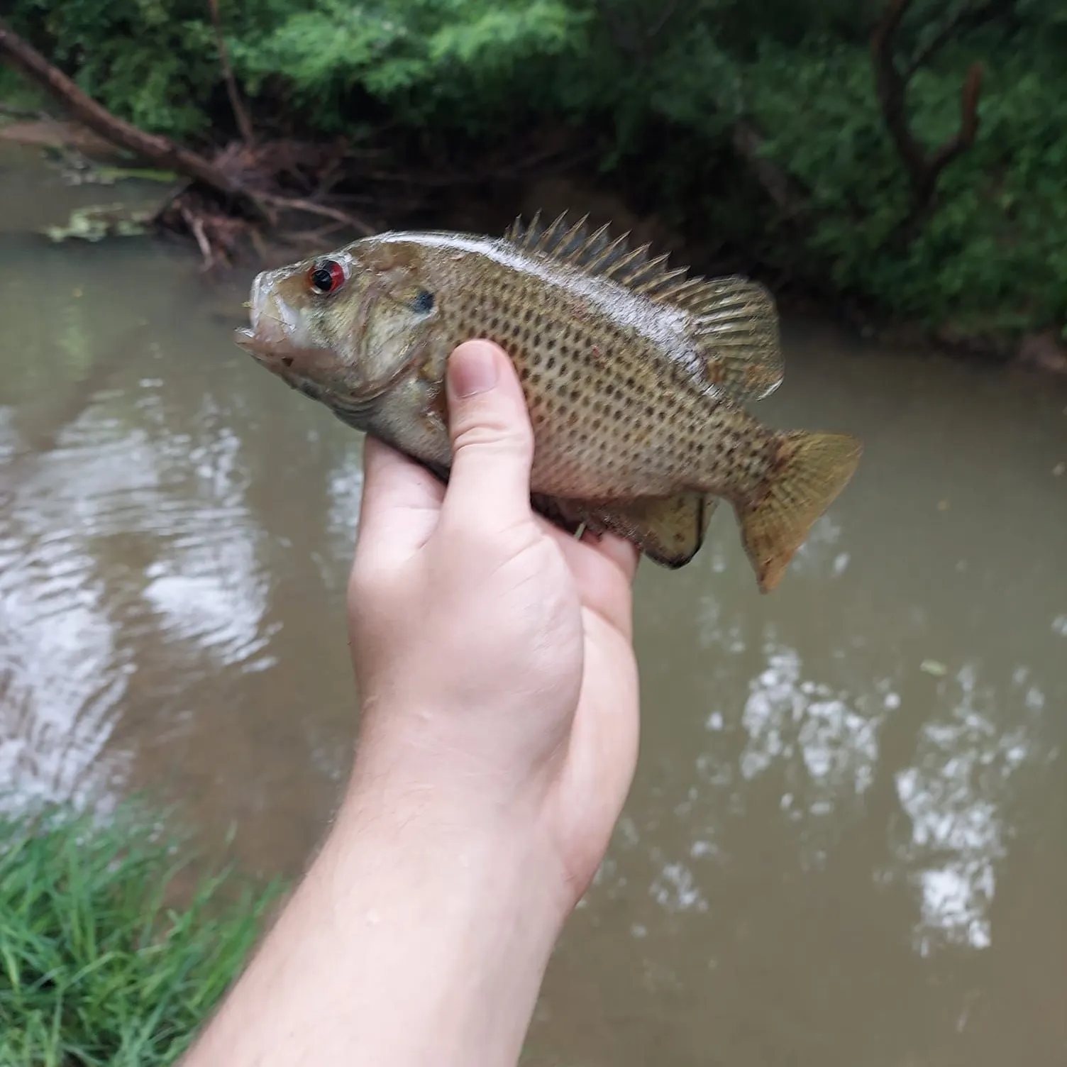 Rock bass caught on Fishbrain