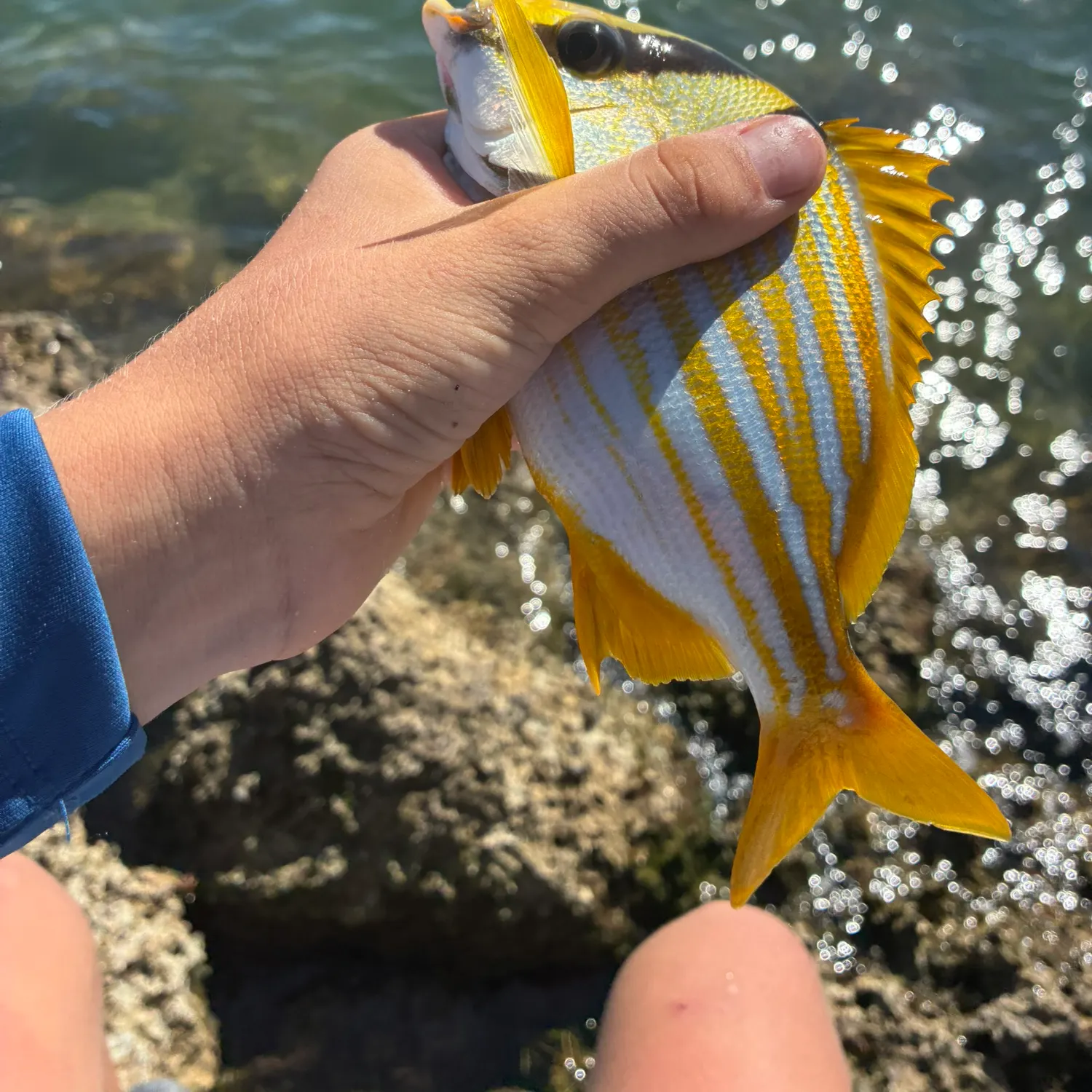 The most recent Atlantic porkfish catches on Fishbrain