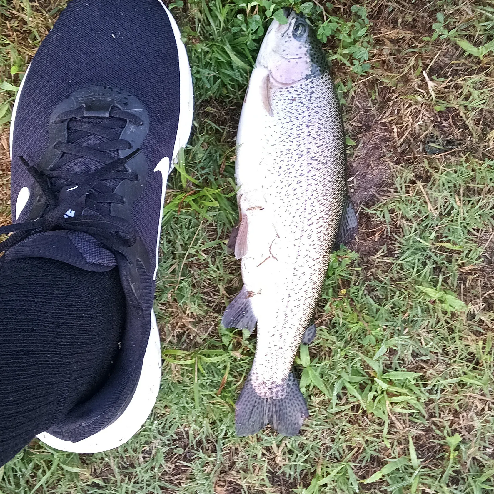 angler catch