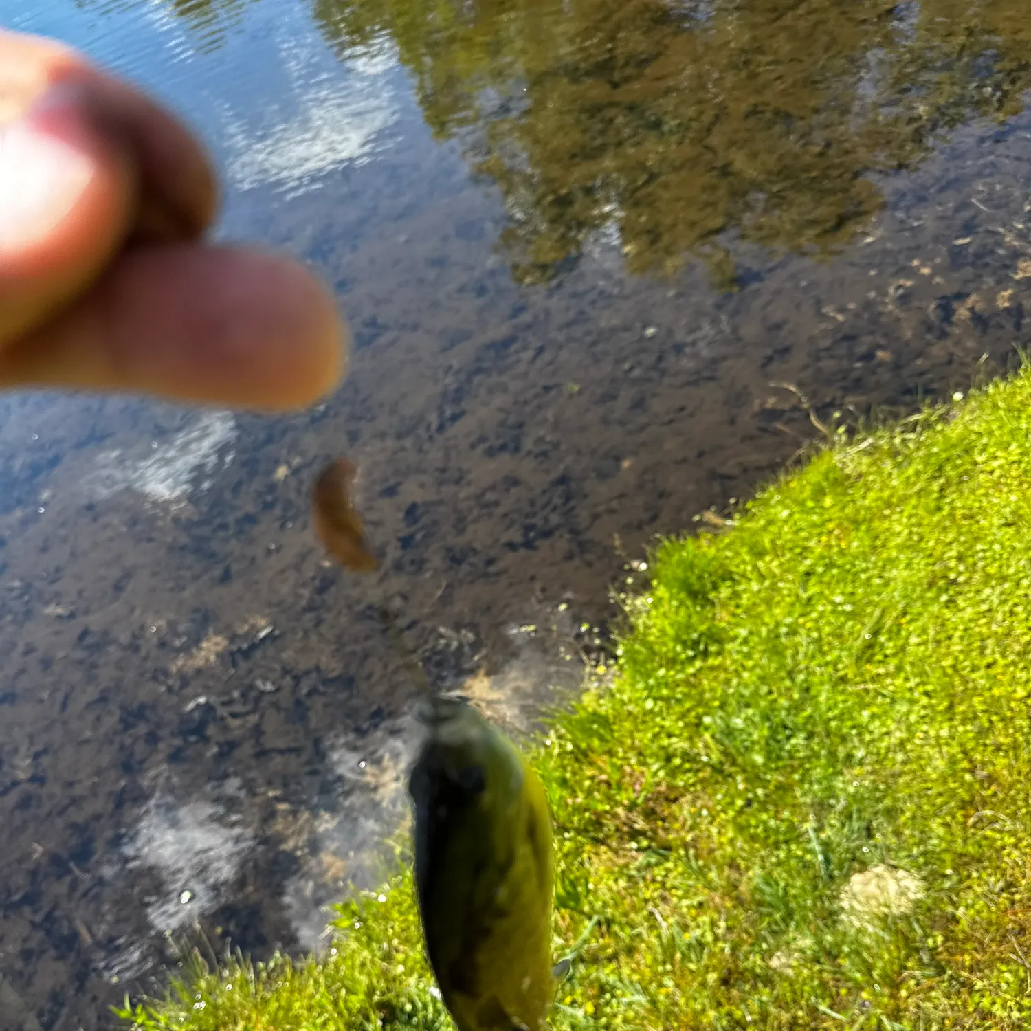 The most recent Pumpkingill hybrid catches on Fishbrain