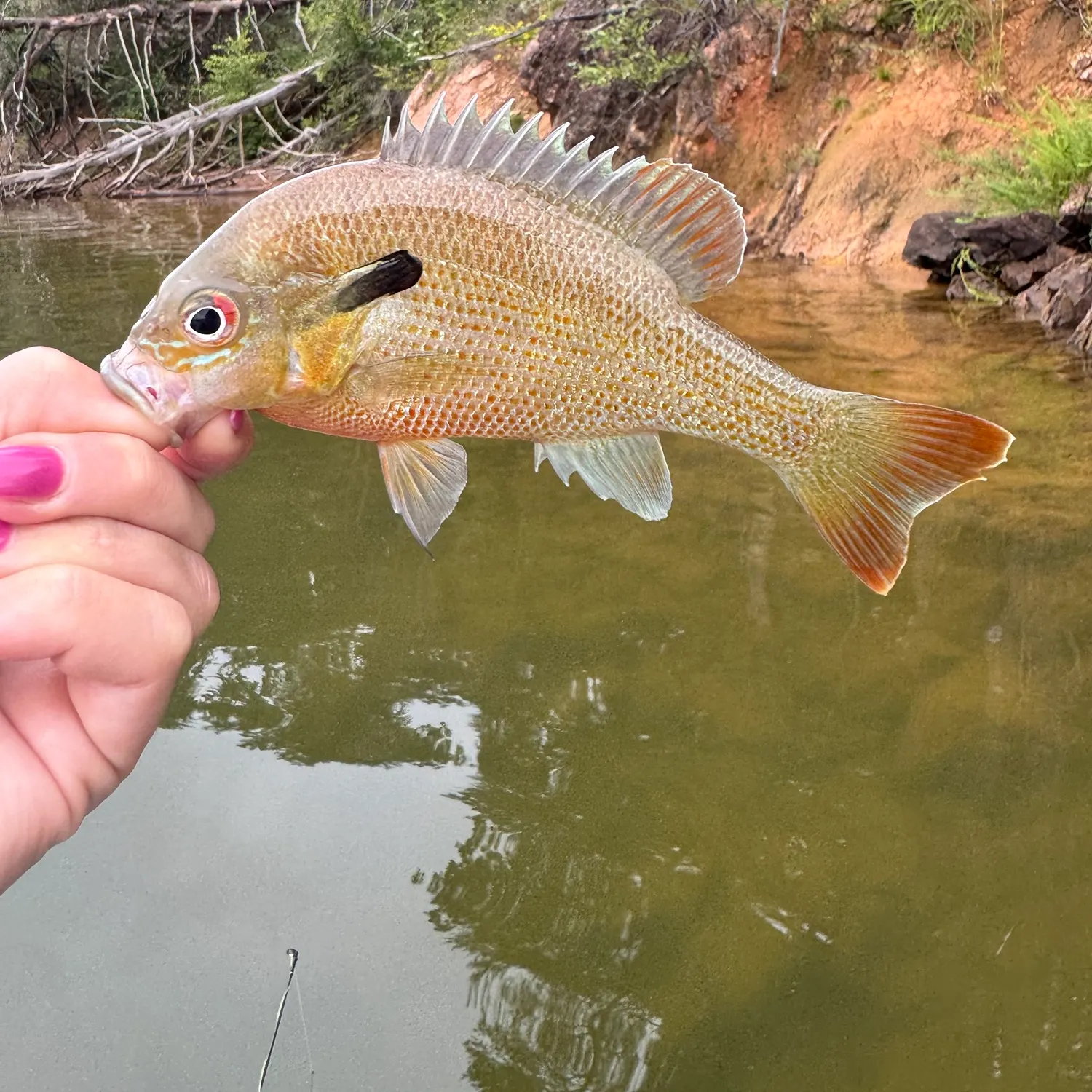 The most recent Redbreast sunfish catches on Fishbrain
