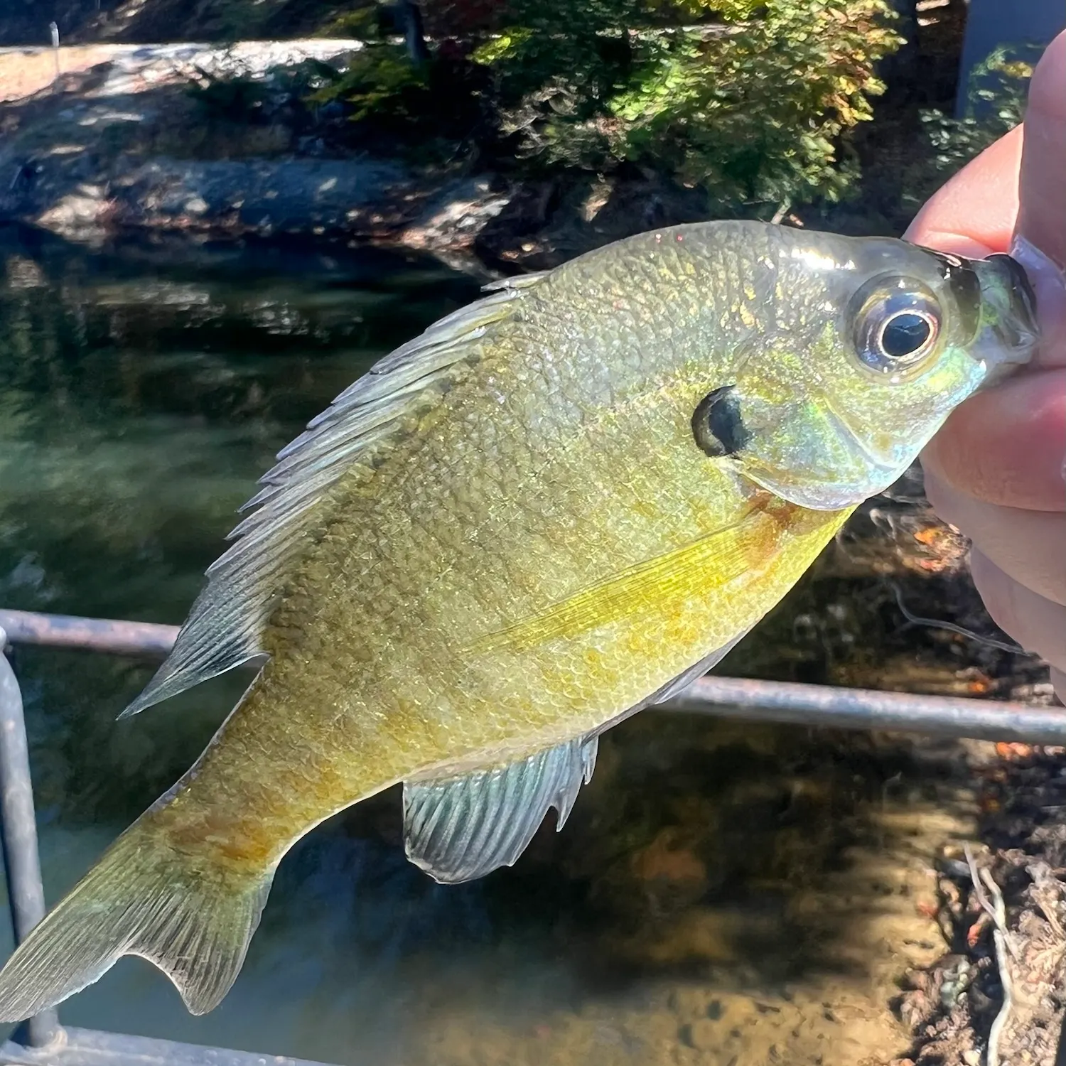 Bluegill caught on Fishbrain